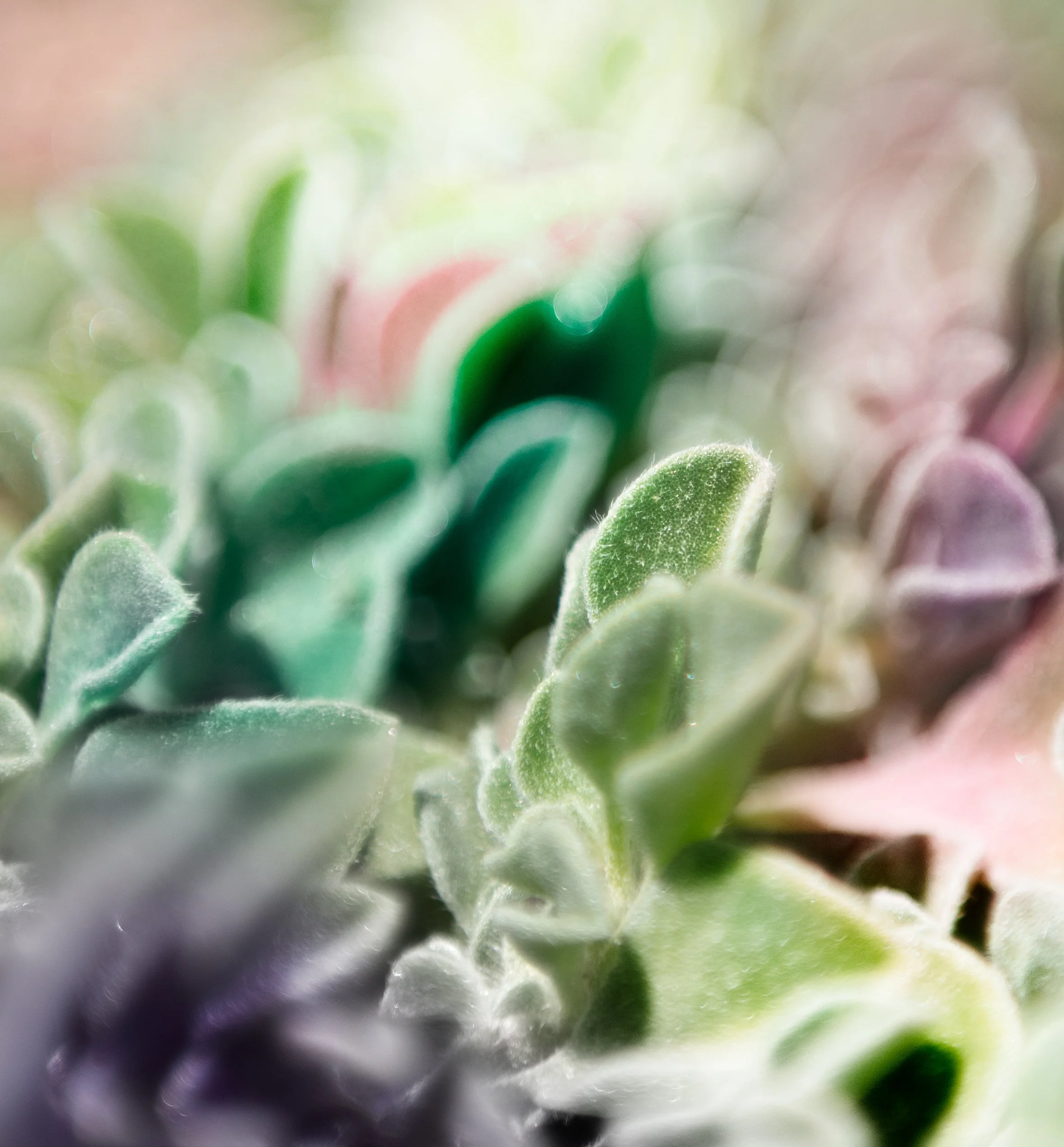 Close-up of fuzzy, green succulent plant leaves with soft focus and pastel tones.
