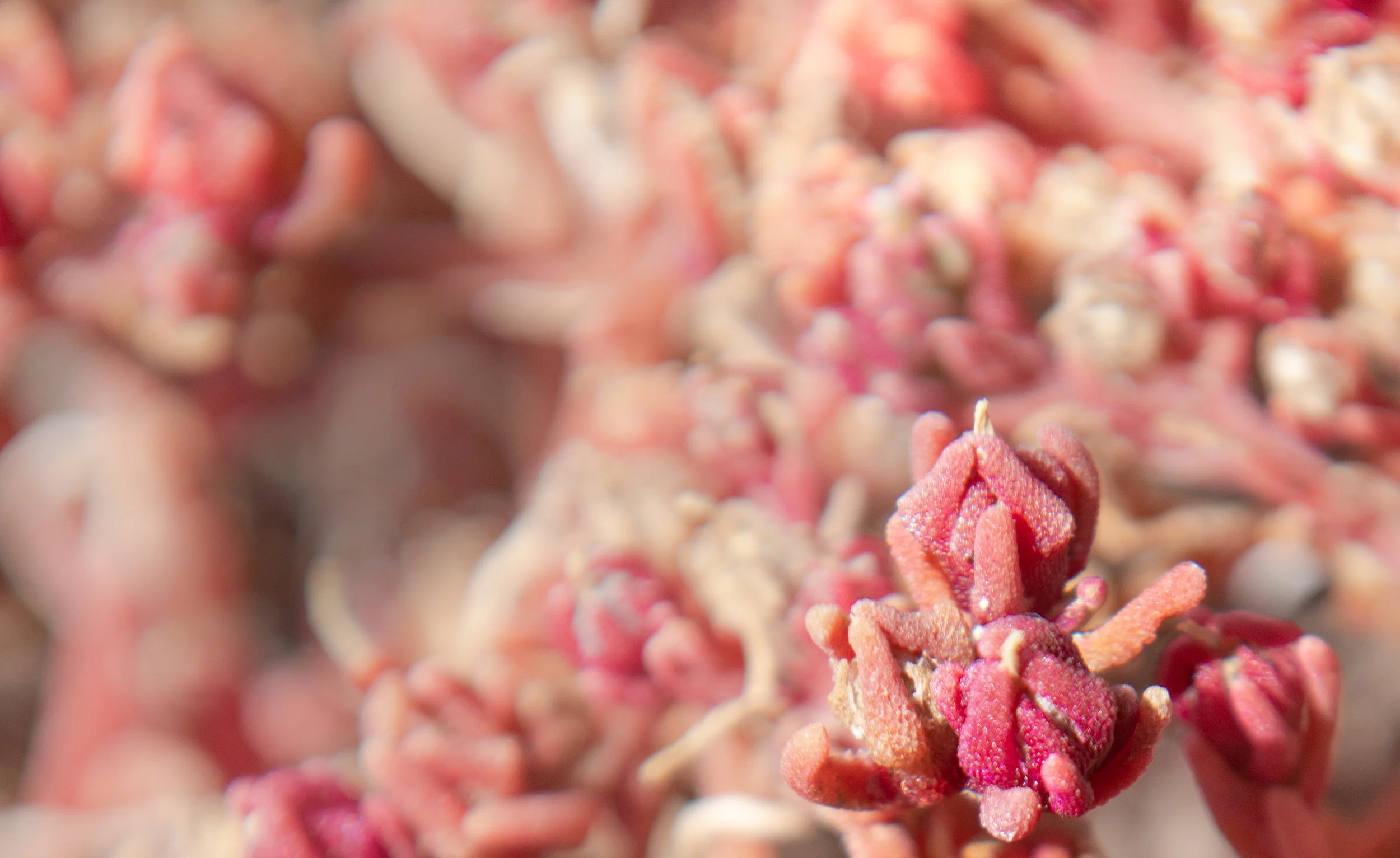 Close-up of a cluster of pinkish-red succulent plants with fuzzy, textured leaves.