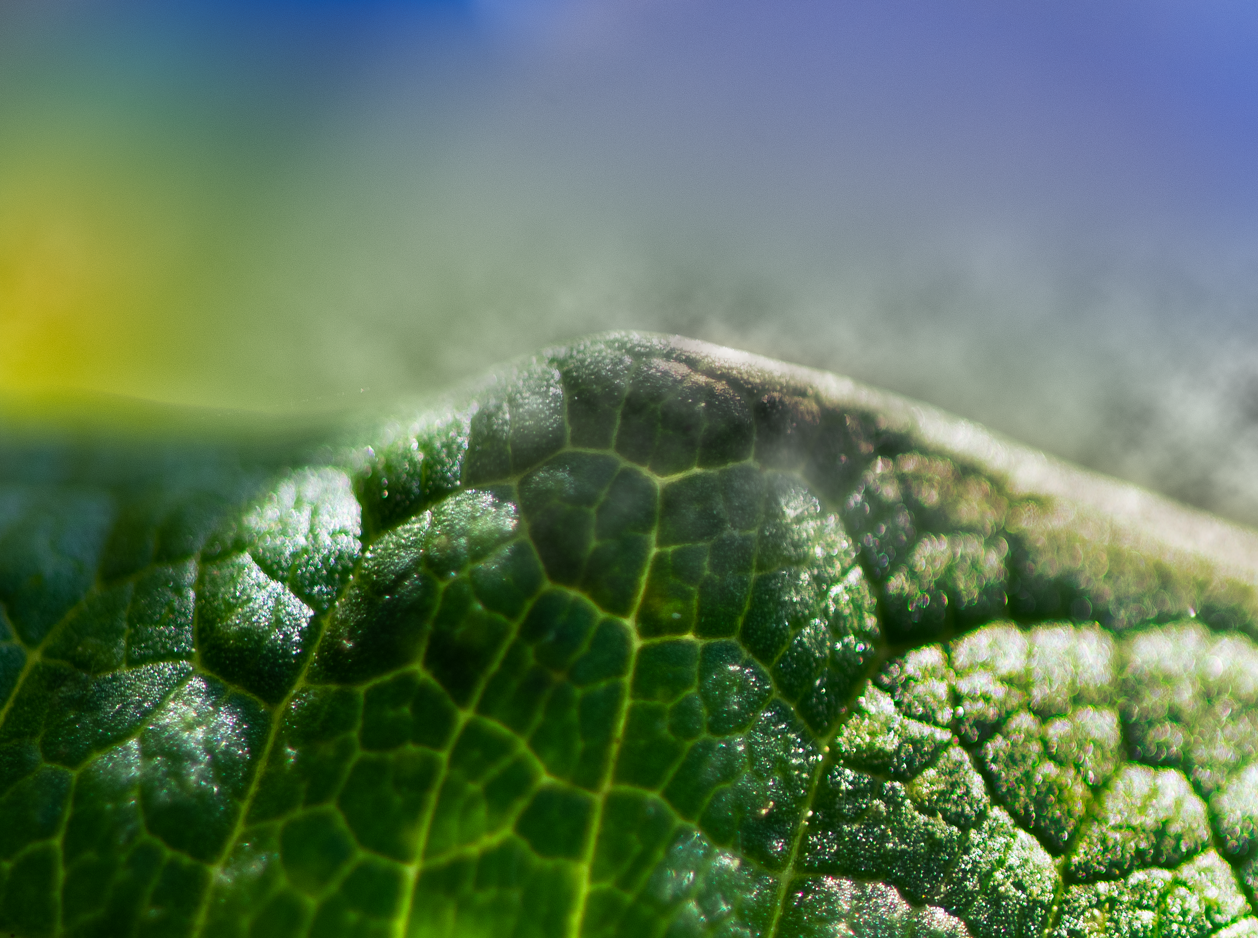 Close-up of a green leaf with visible veiny structure, covered in tiny droplets of dew, with a hazy background and soft sunlight.
