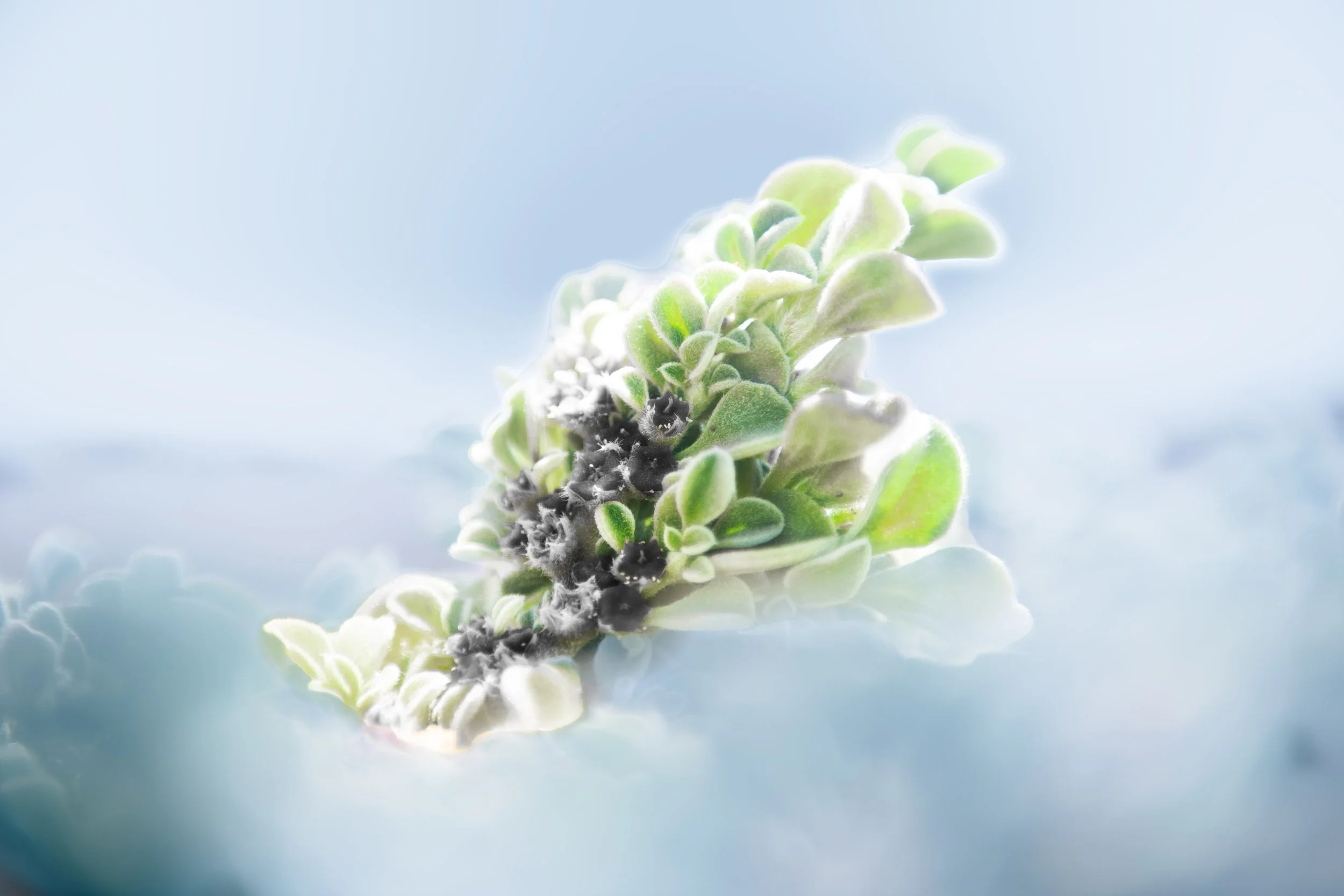 Close-up of a small cluster of green and white leaves with tiny dark buds or flowers on a soft, light blue background