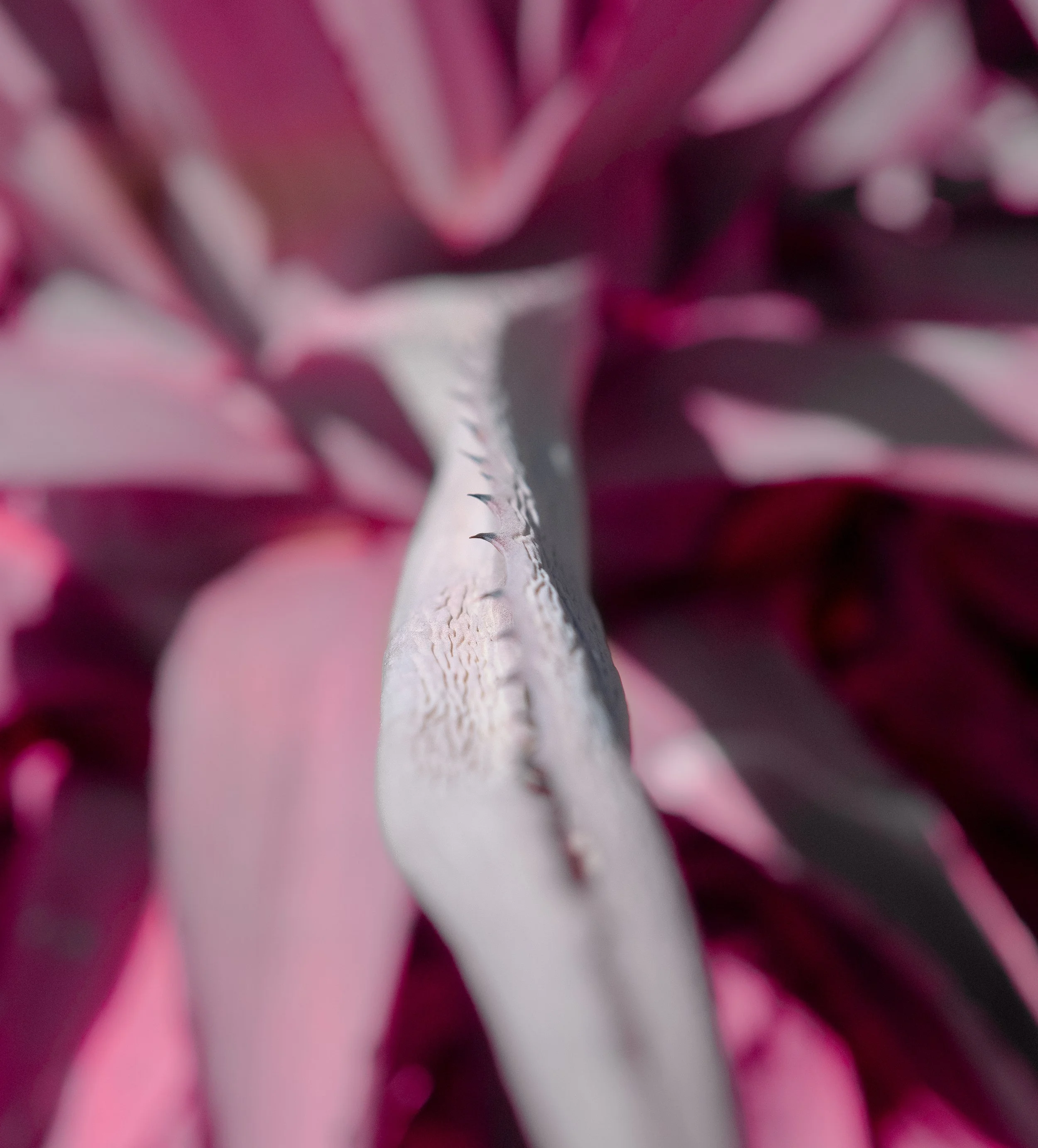 Close-up of a plant with pink and white leaves, showing the texture and edges of the leaves.