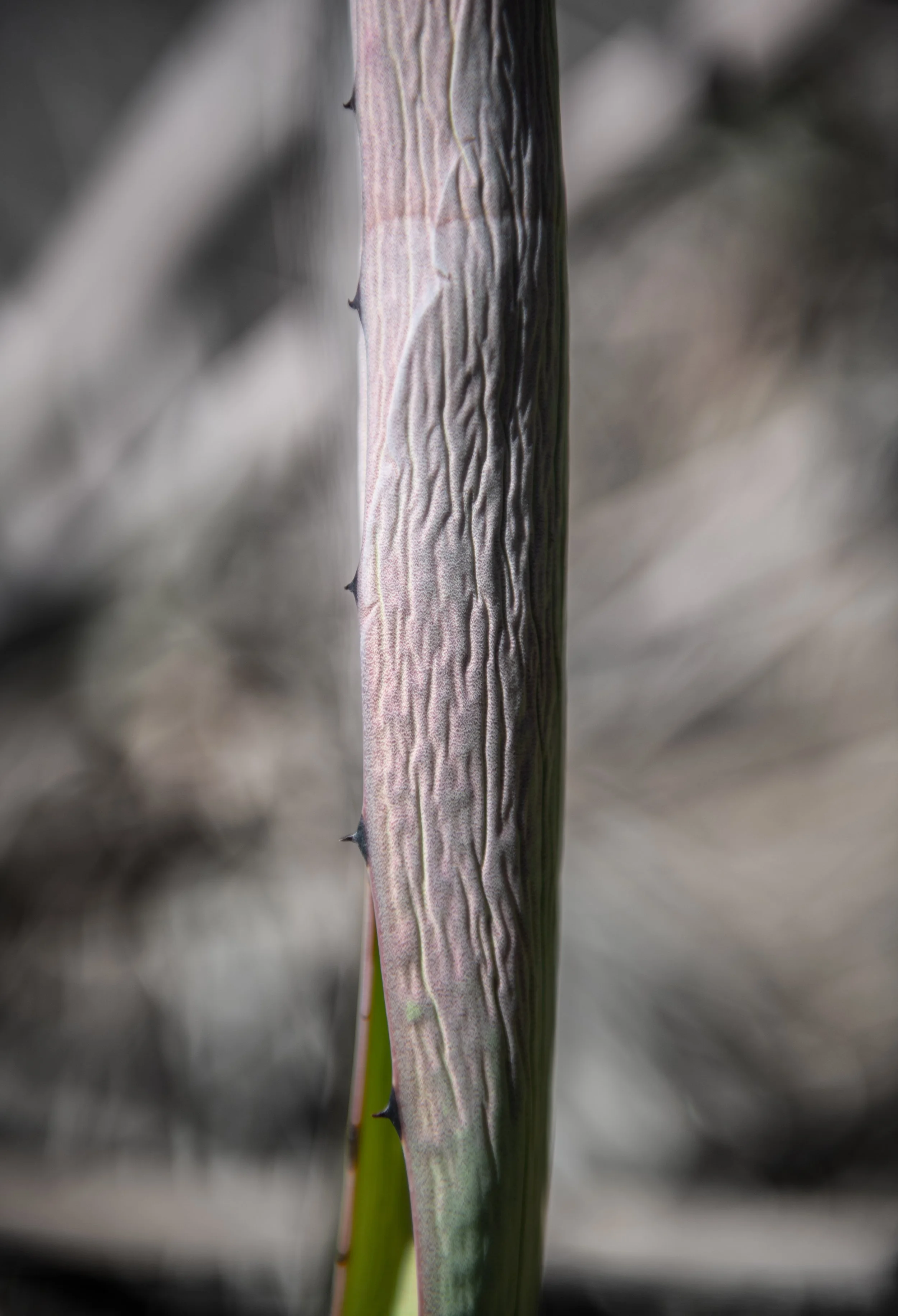 Close-up of an artichoke stem showing textured surface and small black thorns.