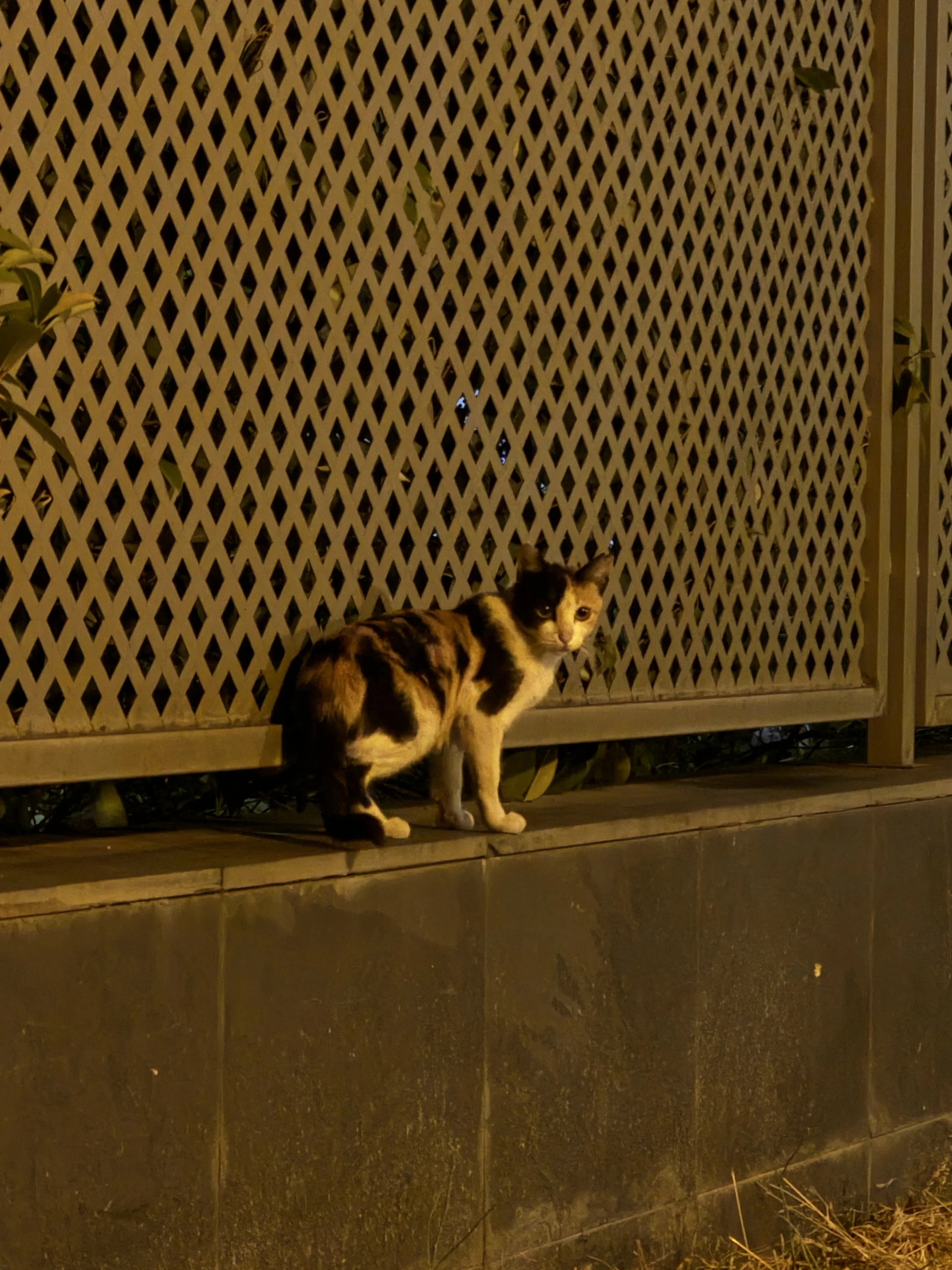 But of course, just like any other city, the best part was the cats hiding in random corners. 