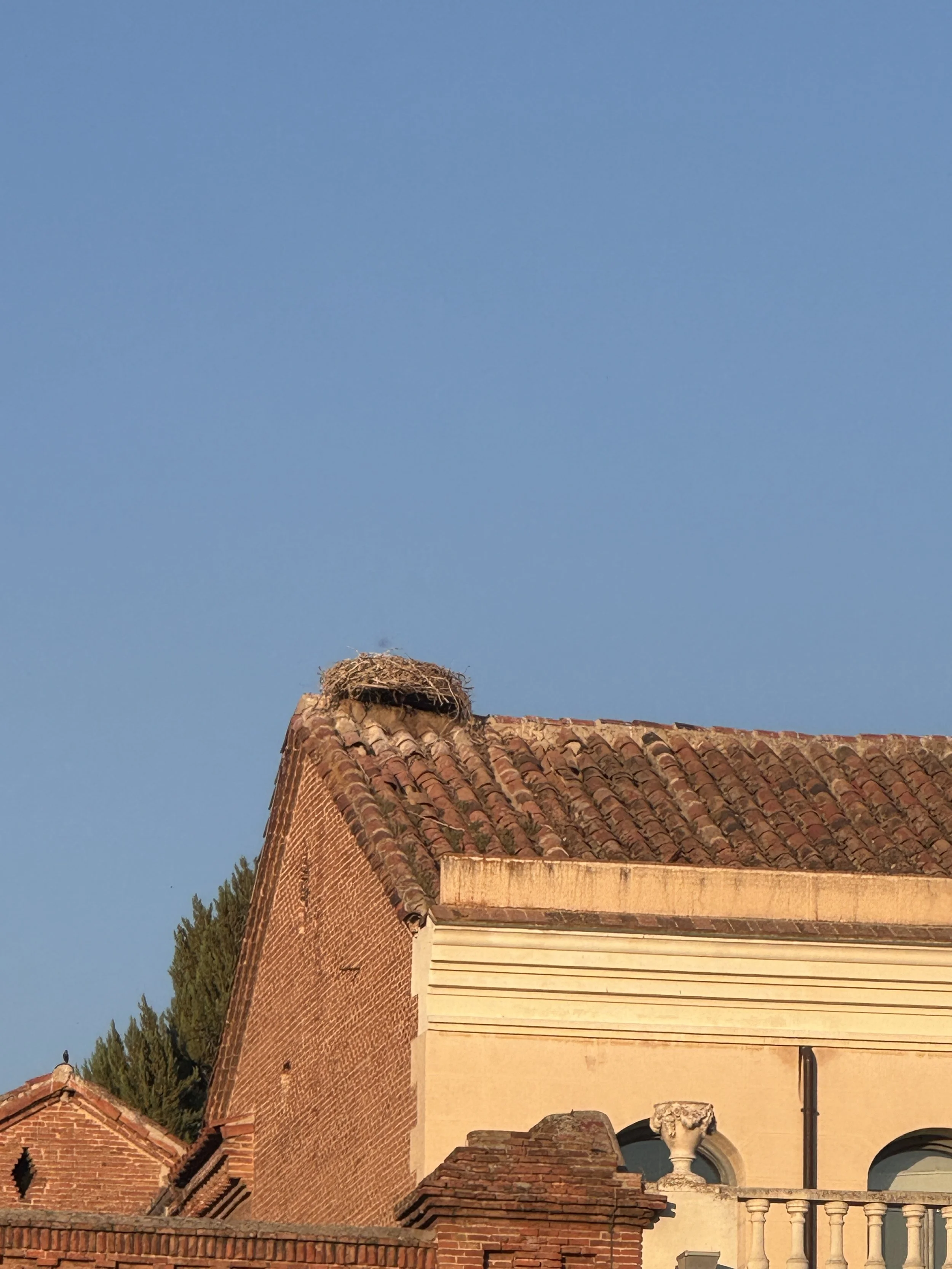  I was shocked by how large their nests are and the abundance of them on the rooftops. 