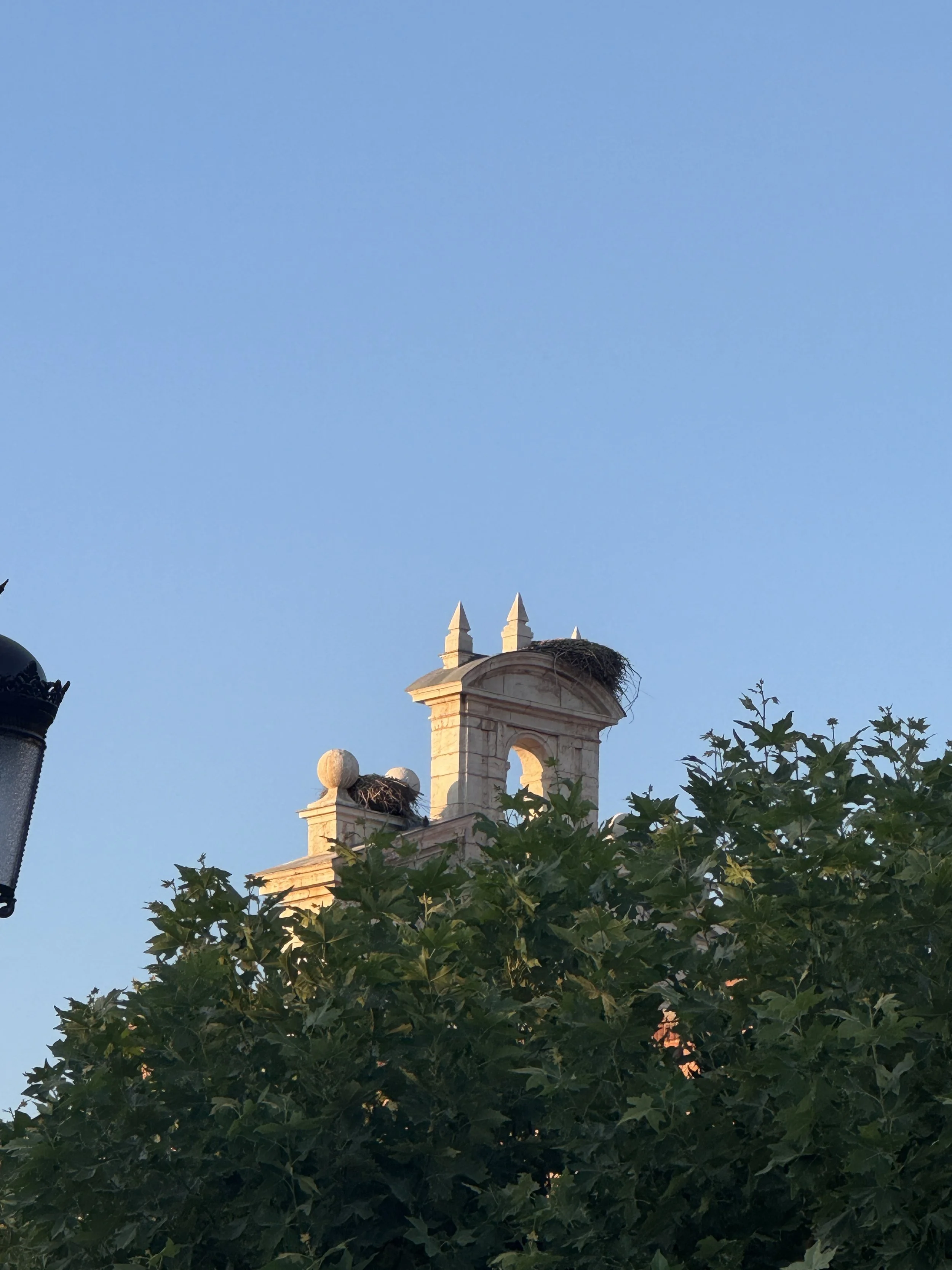  I kept searching for more at every corner, but each was empty until we saw one hiding in its nest. 