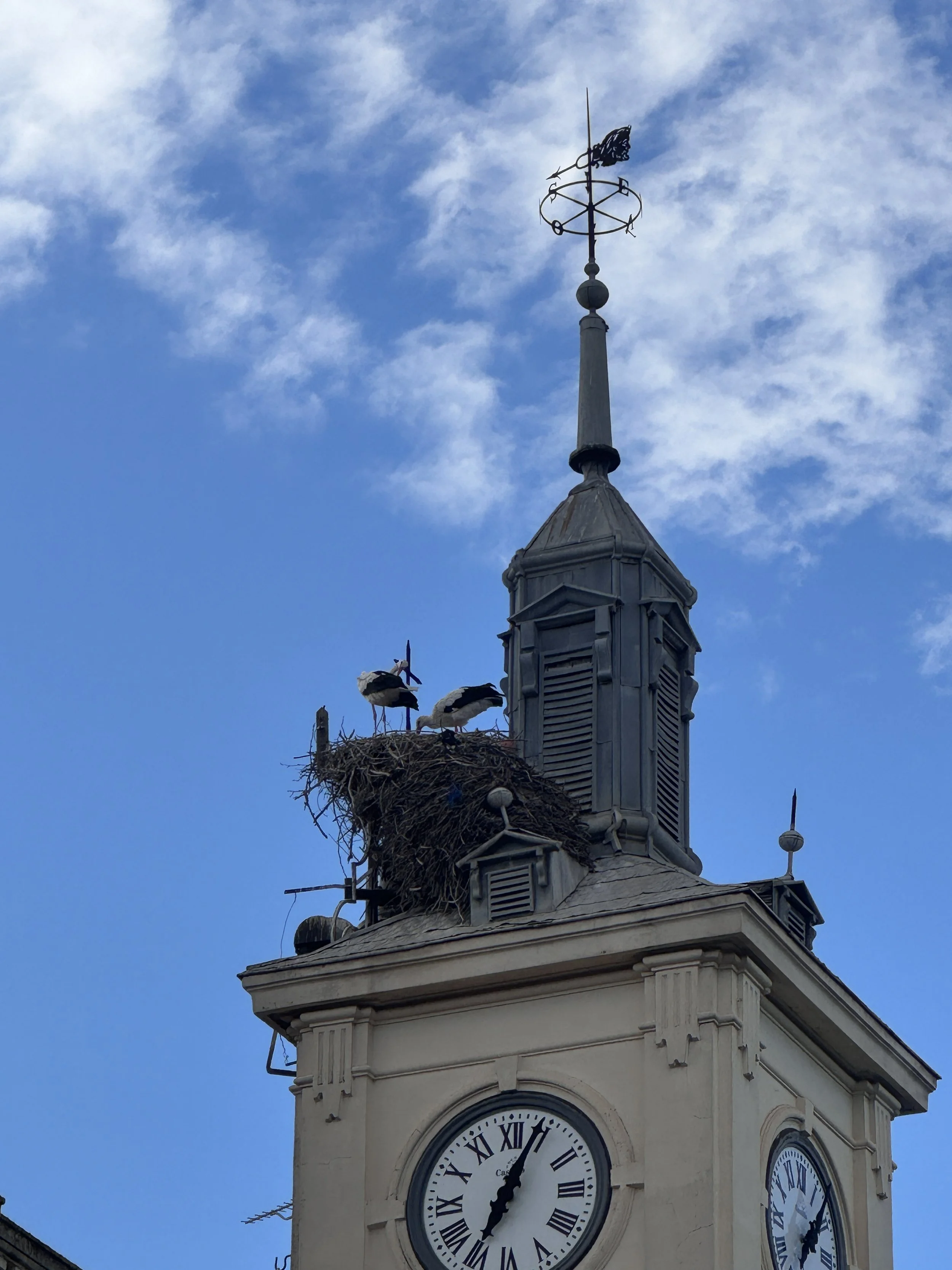  Alcalá is known for its white storks. They are even on the university’s coat of arms and on signs across the town. 