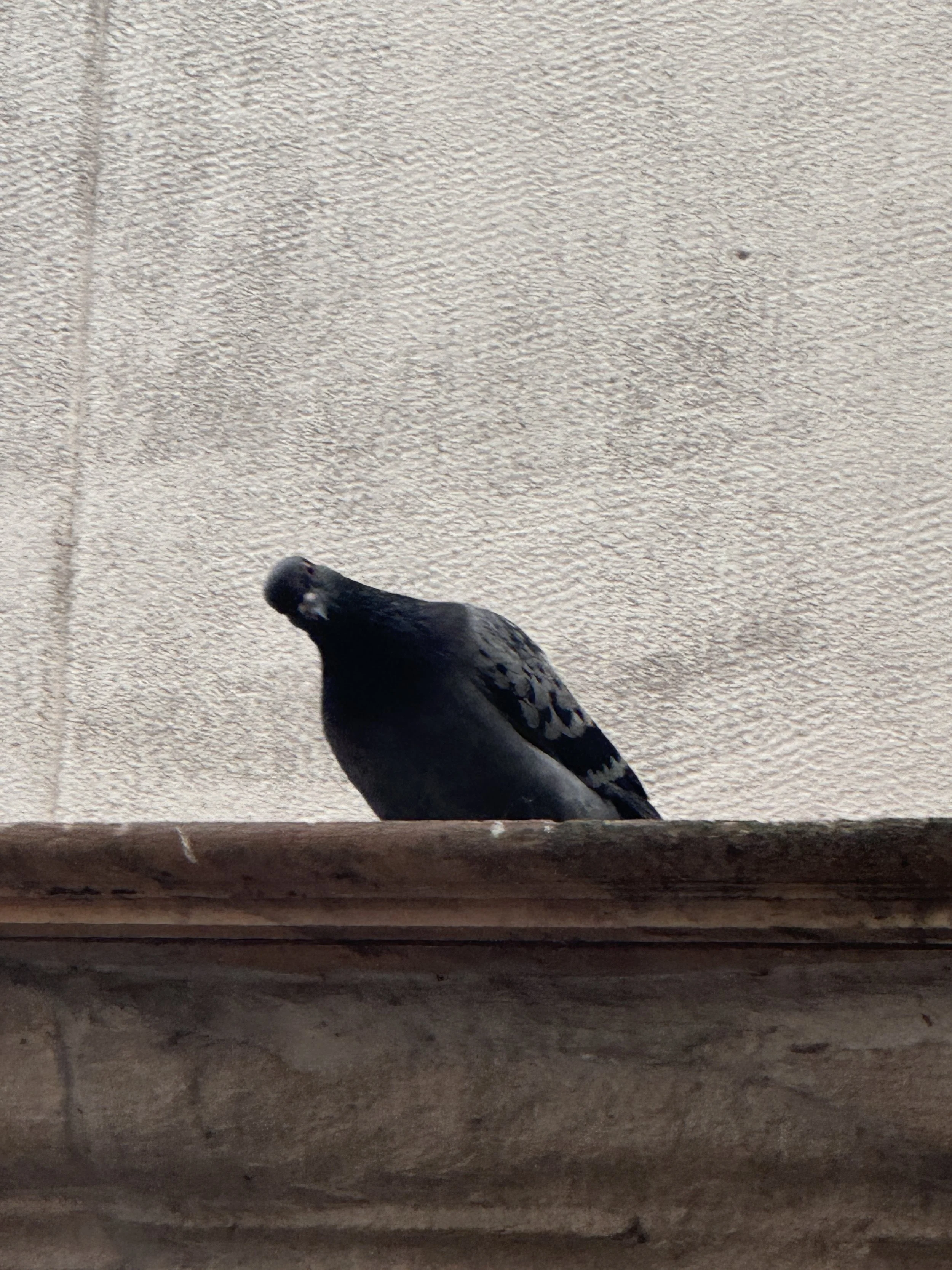  I love all the pigeons in every city of the world, but this one had a certain personality I could not ignore. 