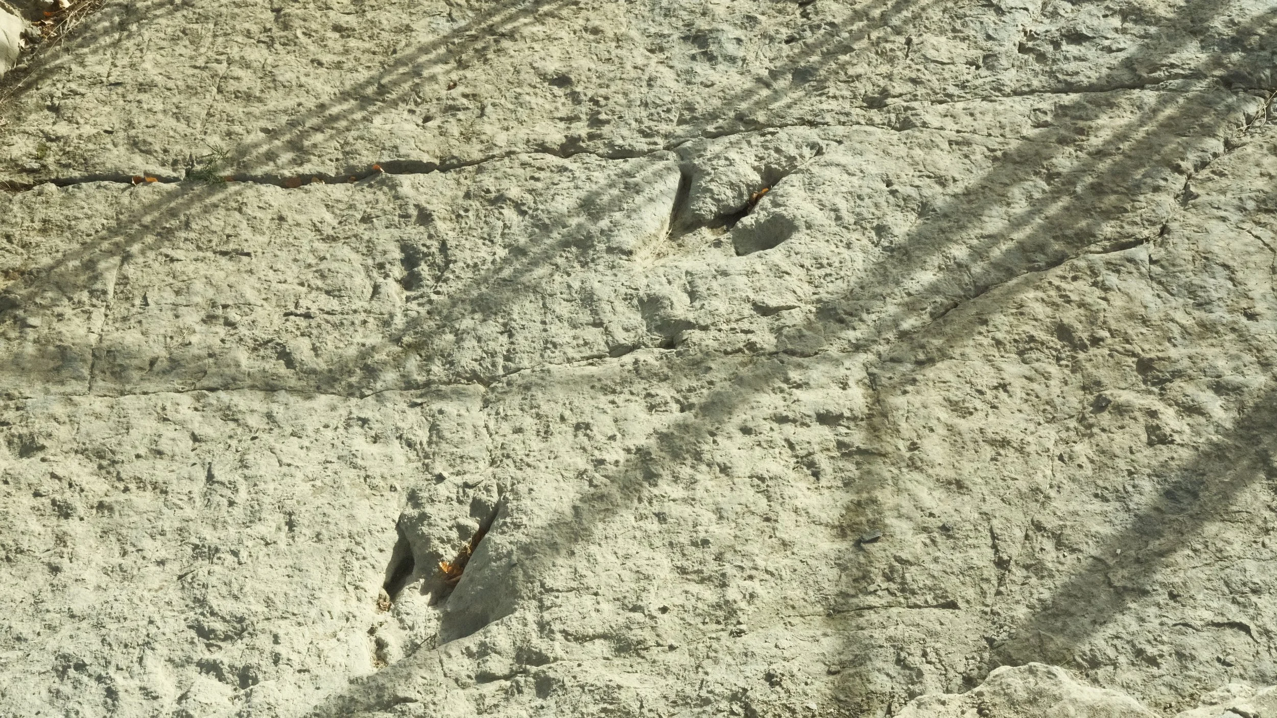 I was shocked to find out that these fossilized footprints are real. These ones were fence protected but there were a few scattered on the hike on the ground