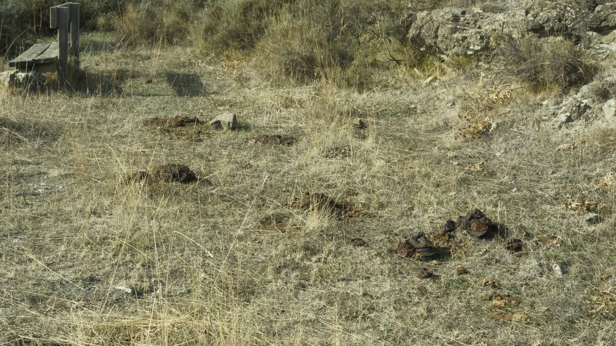 We felt as if we were walking the trail after thousands of horses due to the amount of their leftovers on the ground!