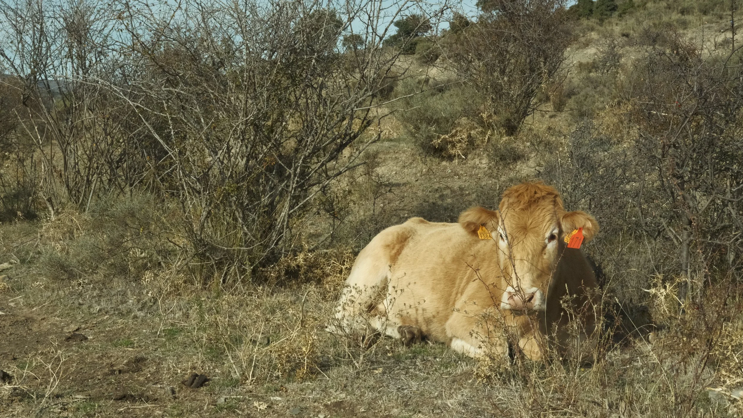 We ran into a group of cows protecting their farm, (and I may have accidentally stepped in some of their poop)