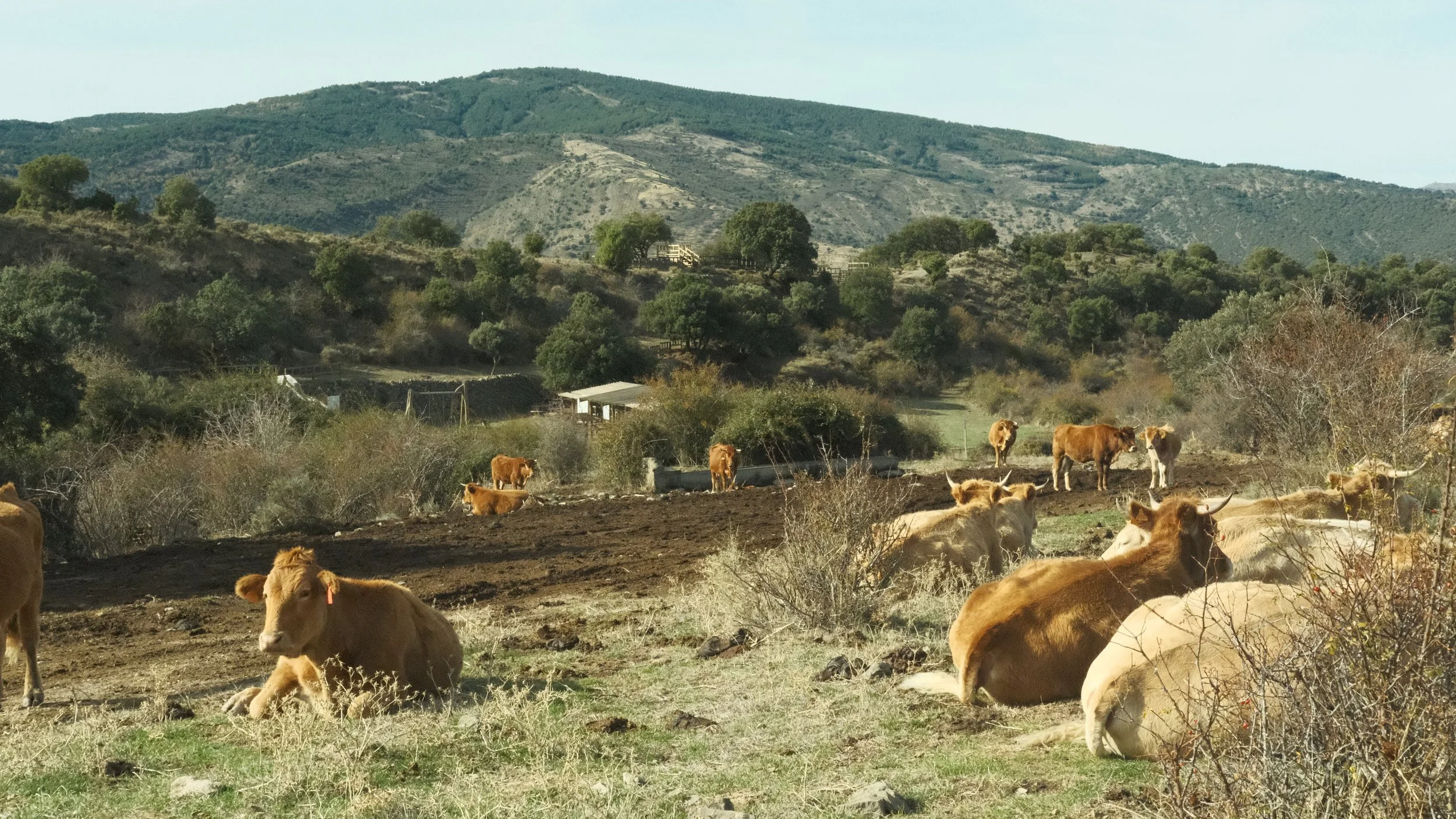 They were so precious I wanted to take one home. But I don't know if Kansas cows and Spanish cows would be able to communicate well...