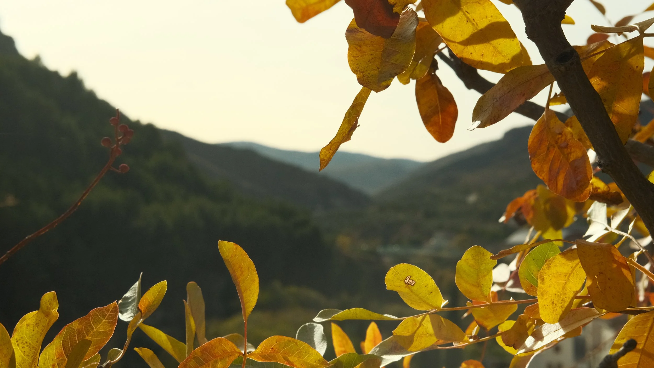 Since it was November, the colors were perfect for fall photos