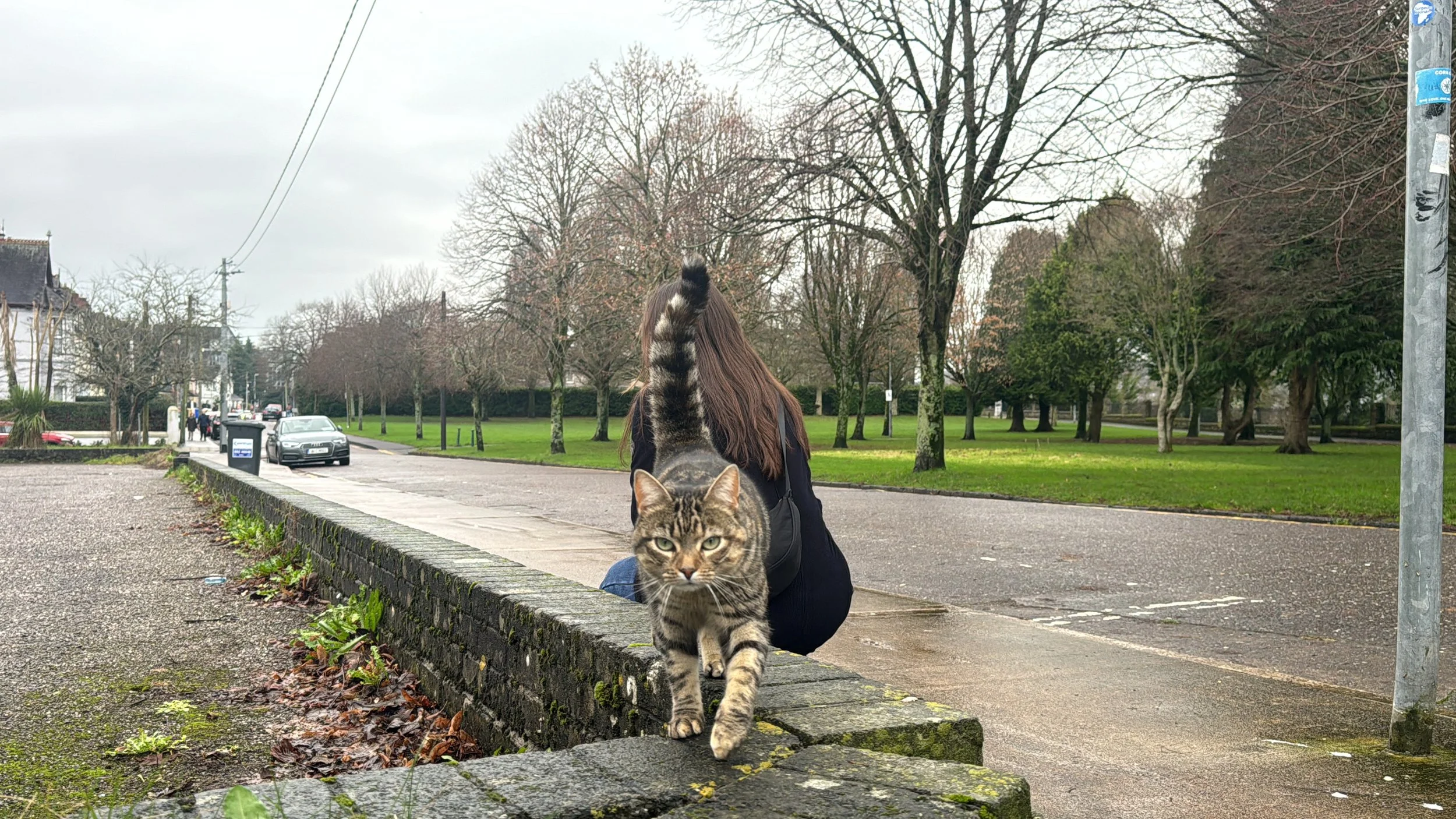  We are NOT saving the best for last this time. This is Mr. Cat, my new best friend and the furriest Cork resident. He followed us around and it was so sad when we had to part ways. 