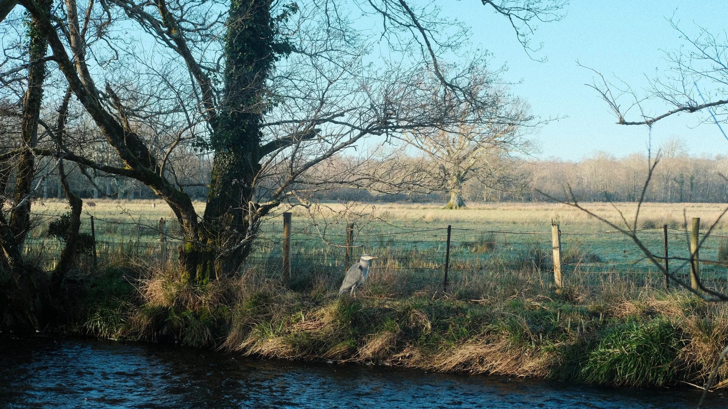  I saw so many different animals, including deer and many types of birds. 