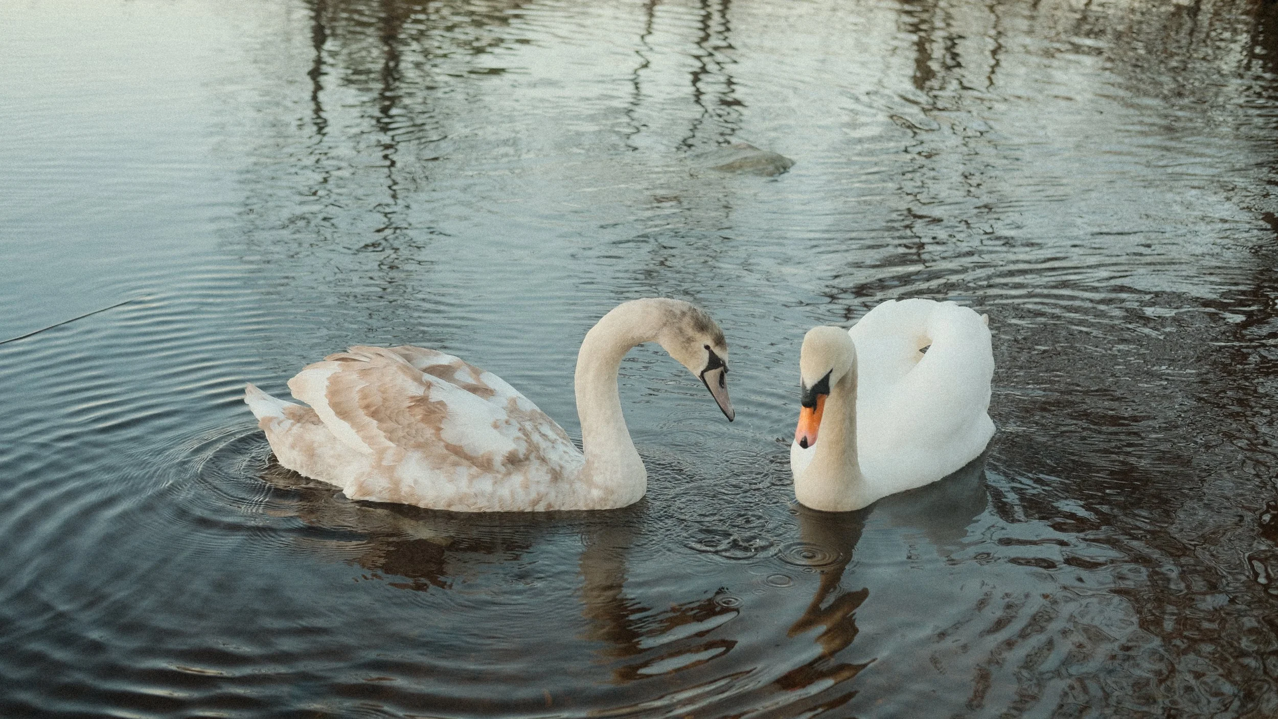  …the perfect home to a family of swans and ducks (not pictured). 