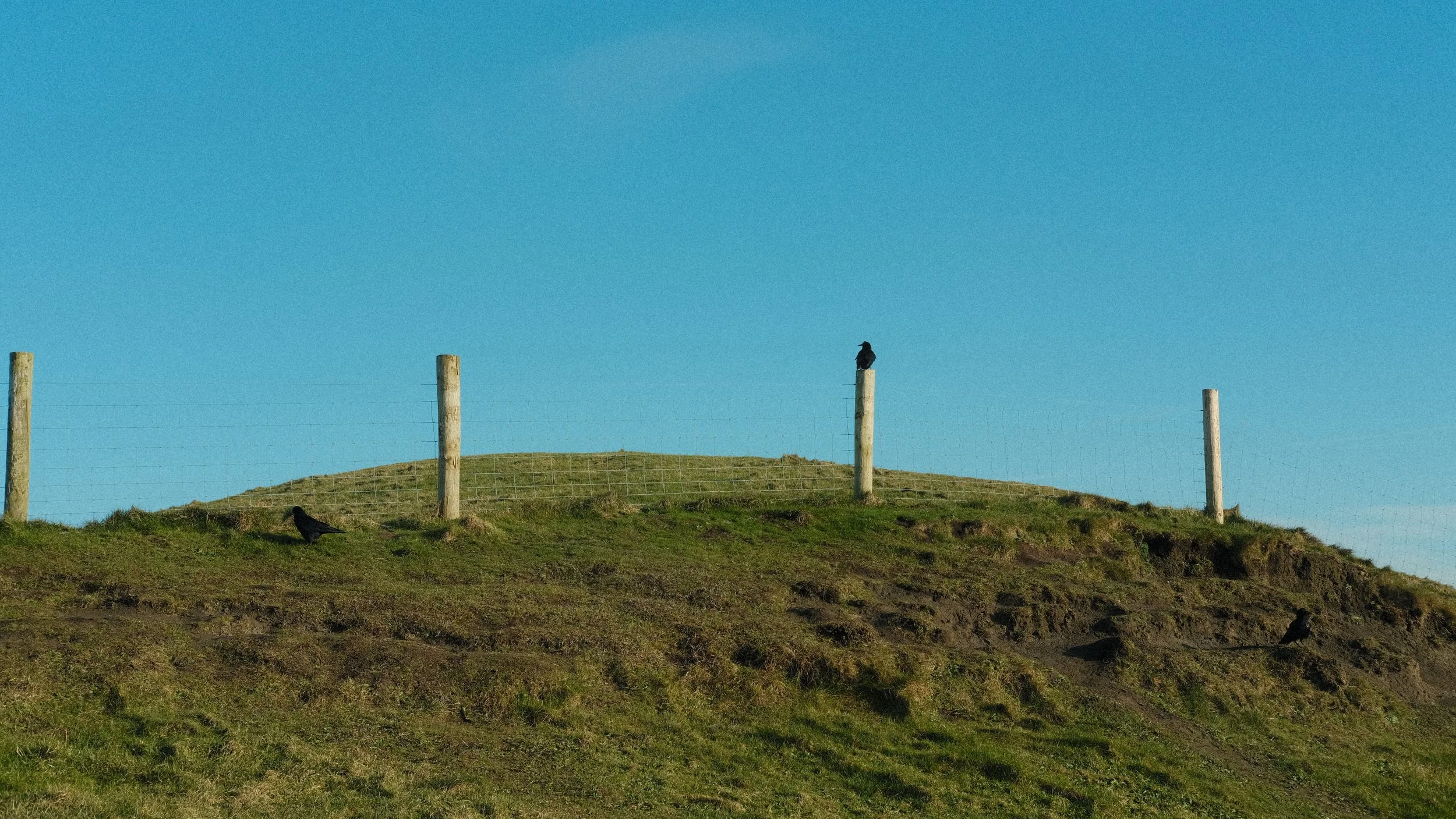  Crows were flying everywhere. This little guy was sitting here for a long time, watching over everyone. 