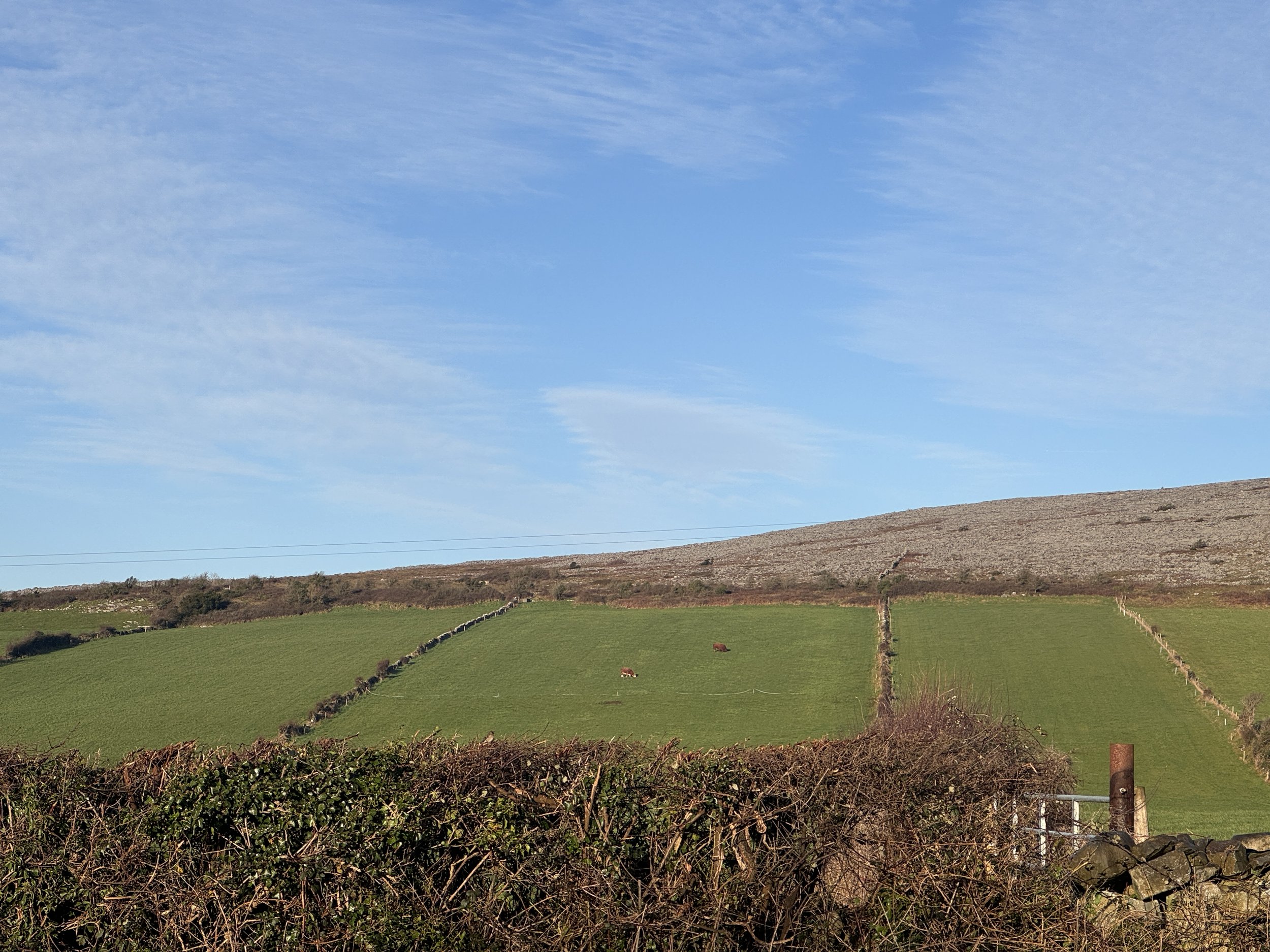  Galway was beautiful and we spent our first night in a pub drinking guinness and listening to live music again. Most of our time here was at the cliffs. On the bus ride there, the hills were covered in luscious grass and cows, it felt like home. 