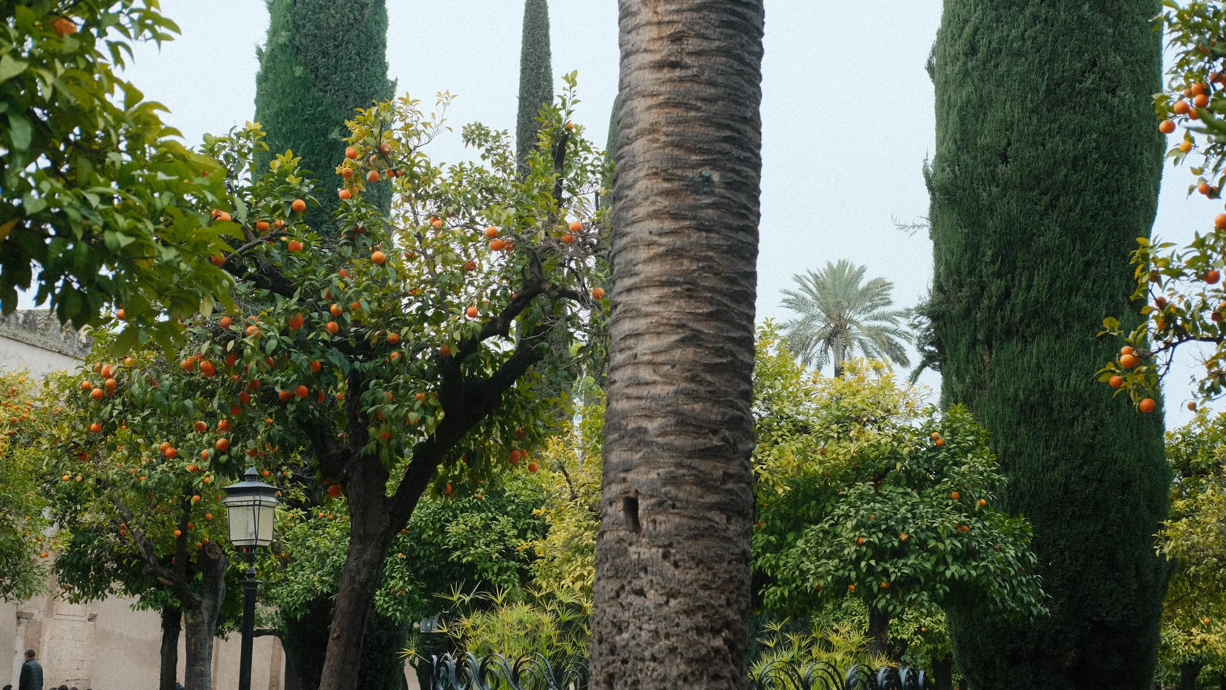  Cordoba was so beautiful, and it was a great relief after traveling in the freezing weather of Ireland for a week before. These orange trees are still my favorite trees in Spain. 