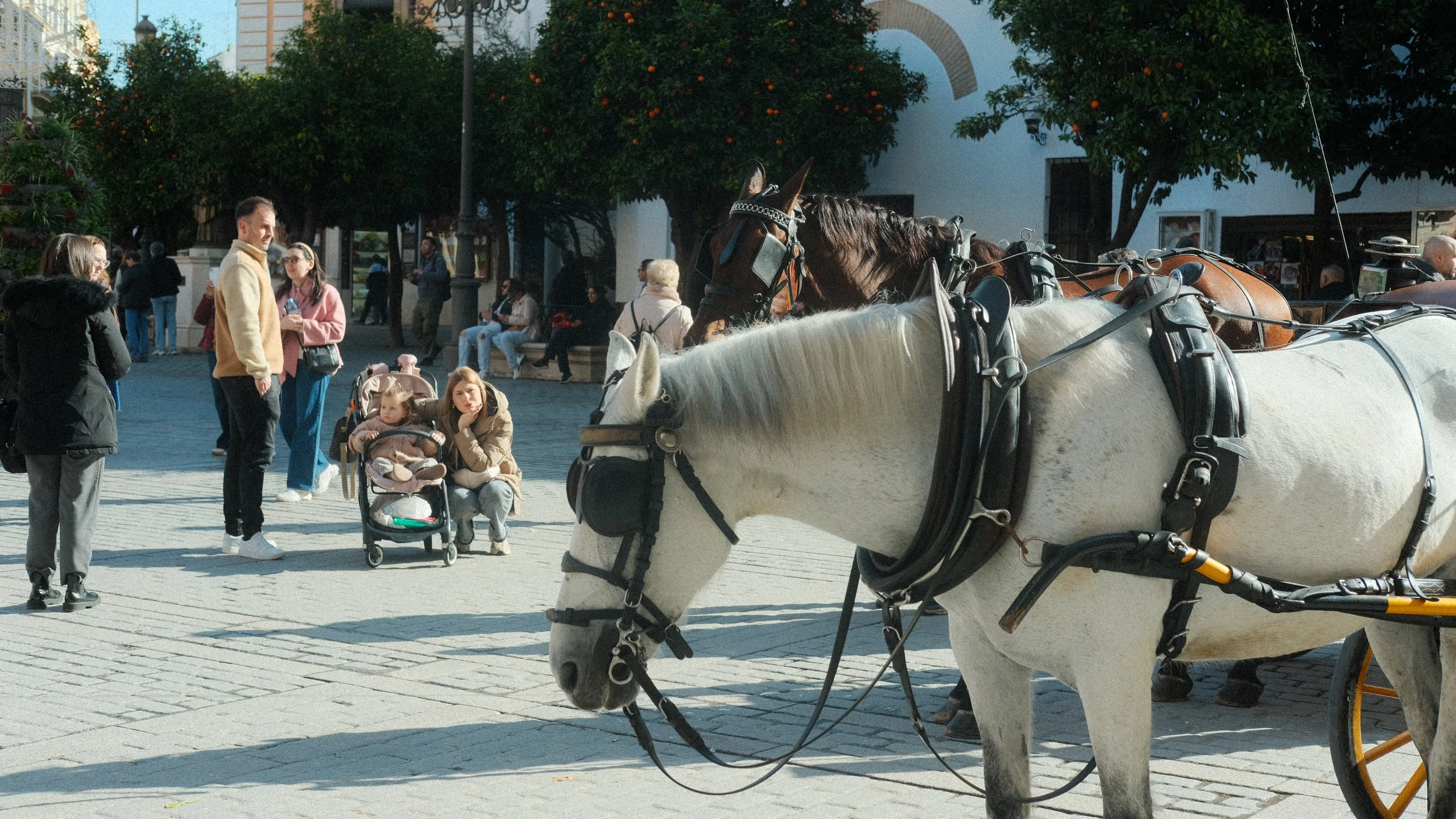  Sevilla (Seville), the capital of Andalucía, is the sister city of my home Kansas City! It was so lively and definitely the most vibrant with people and loud out of the three. 