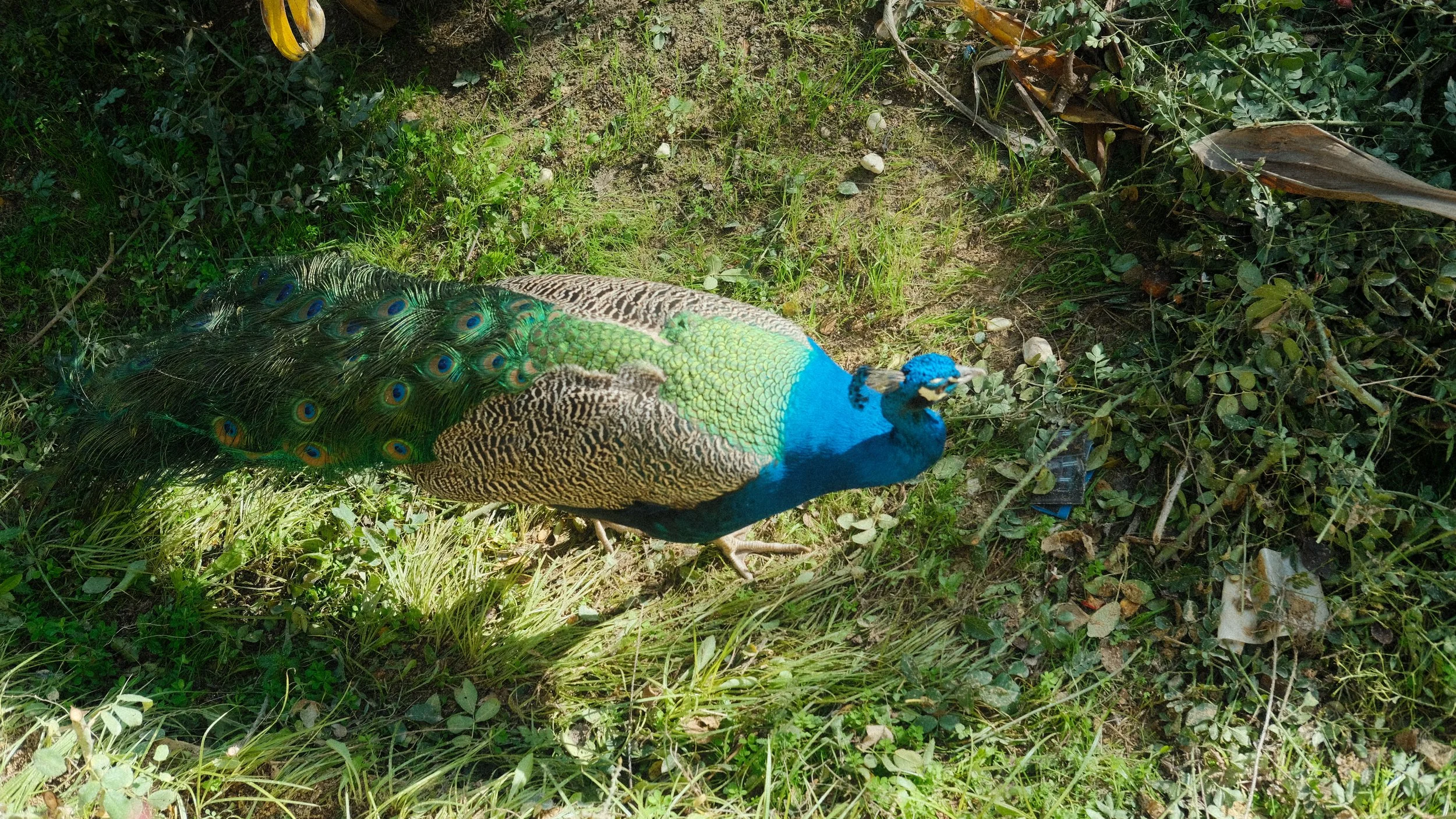  I love birds, as I’ve shown in the other cities I visited. The south of Spain has so many beautiful birds. In the gardens of the Alcazar is home to many ducks and peacocks!     Fun fact: peacock in Spanish is pavo real, which means royal bird! 