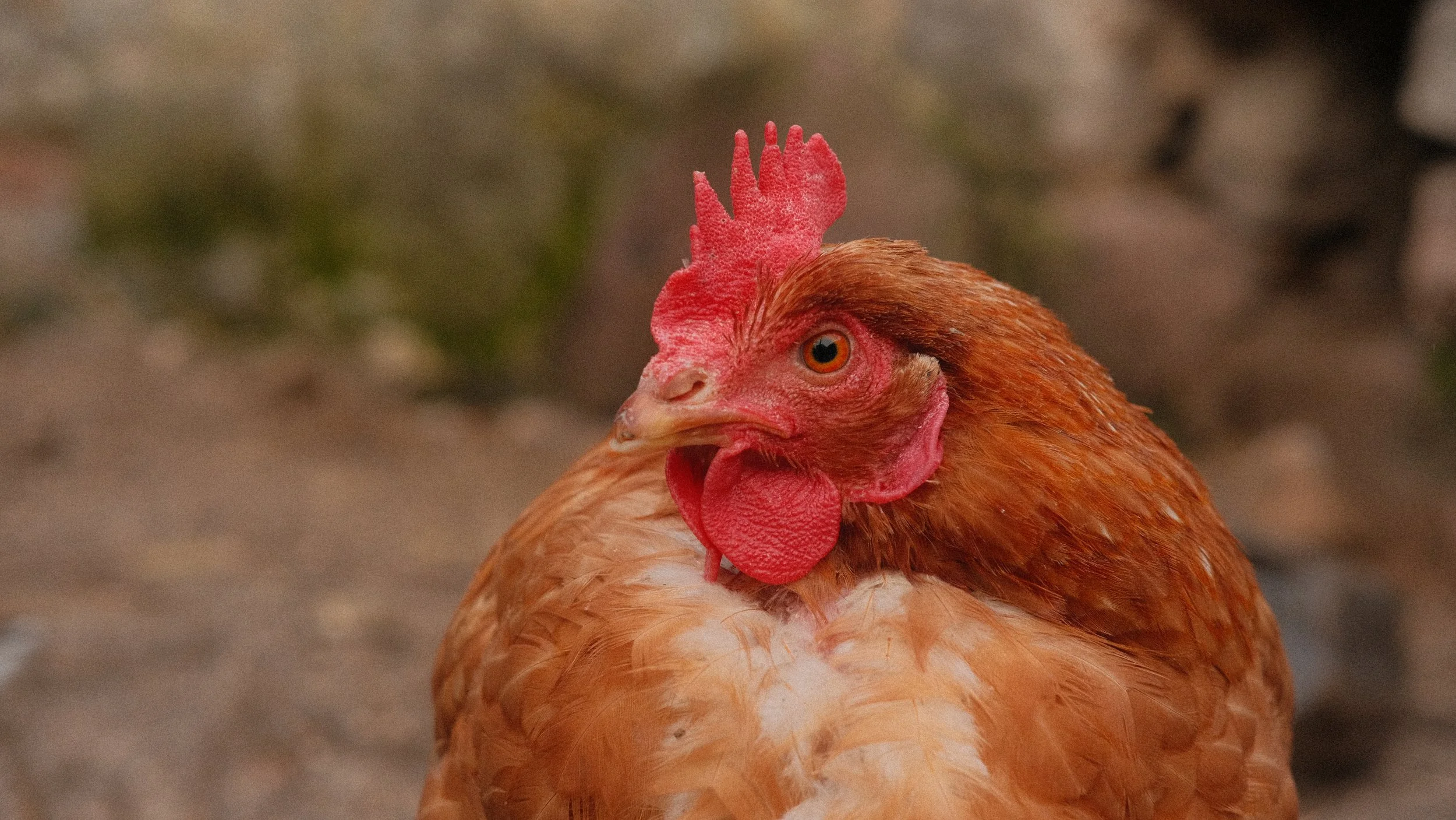  (One of the roosters :)) 