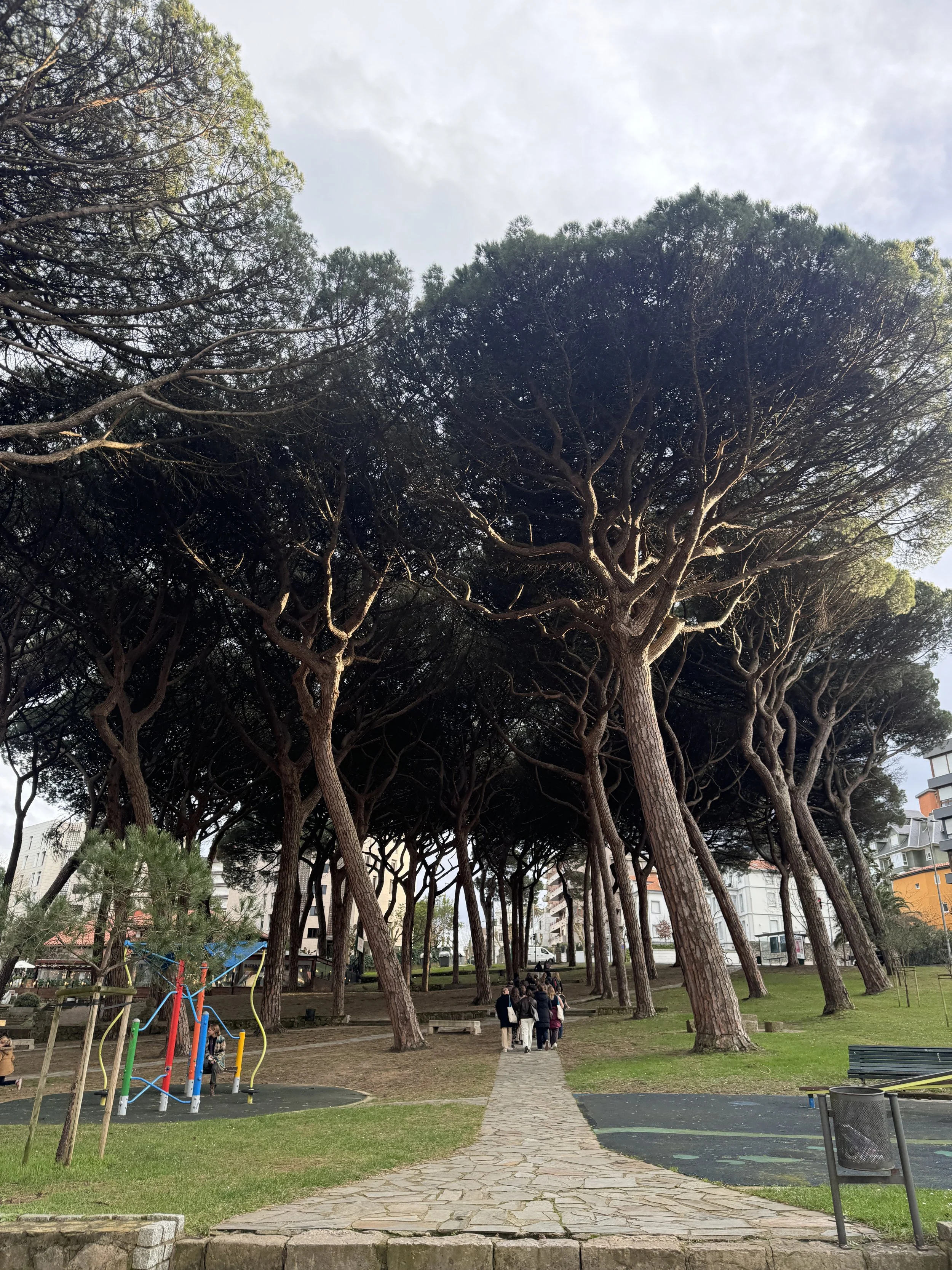  Santander was absolutely beautiful although a little cold. These trees were my favorite. It felt like I was in a jungle in the city, and when it rained, they were a perfect shelter. 