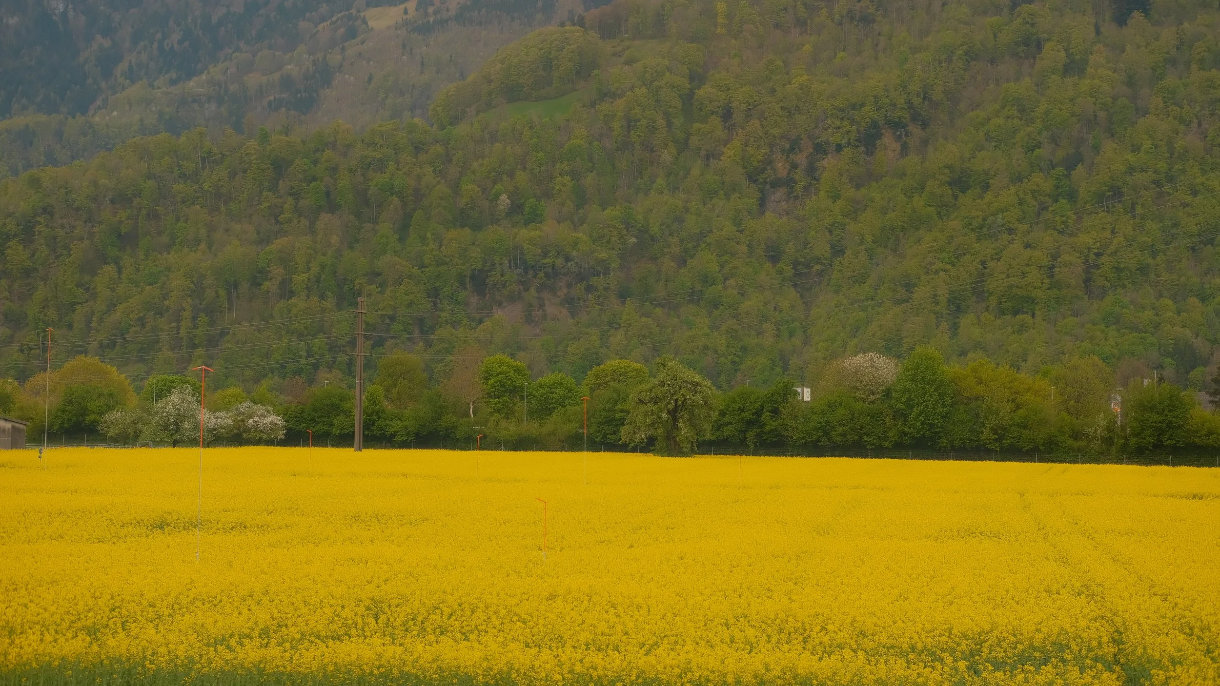 This yellow blanketed field passed us like lightning on the train, but I managed to snap a quick picture.  