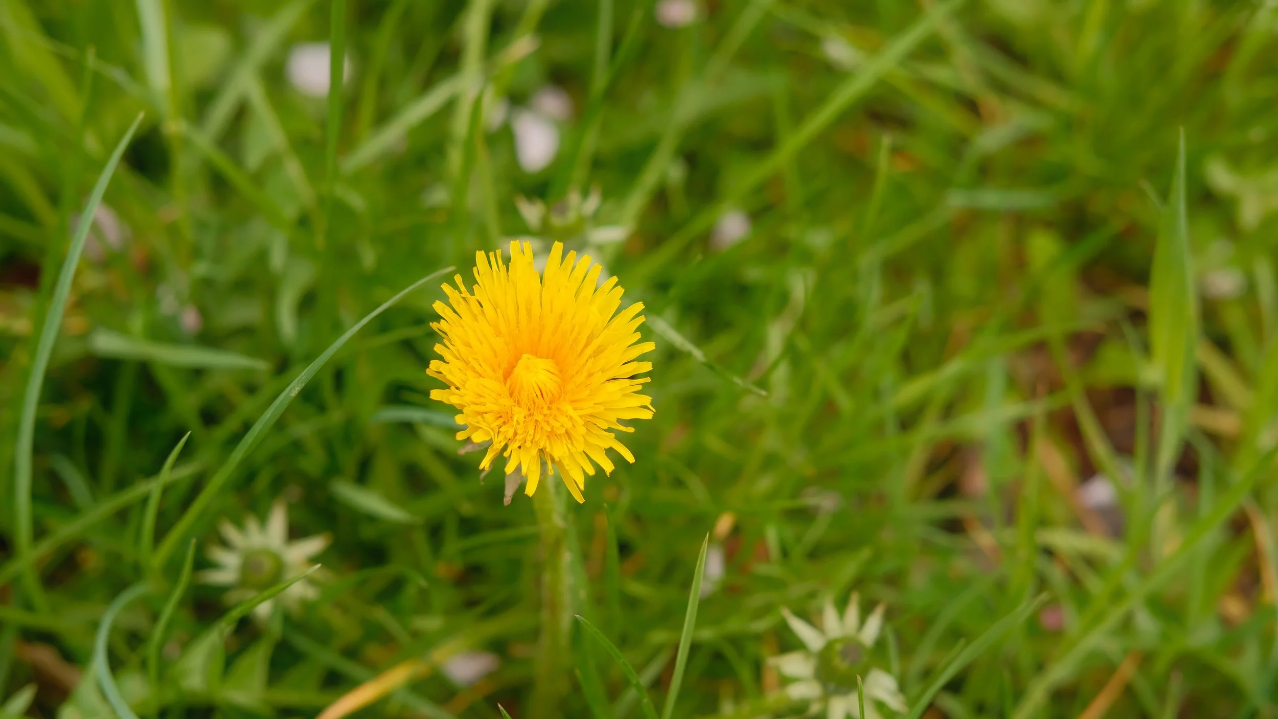  I found the same flowers in Vaduz, here is a close up of what covered the field! 
