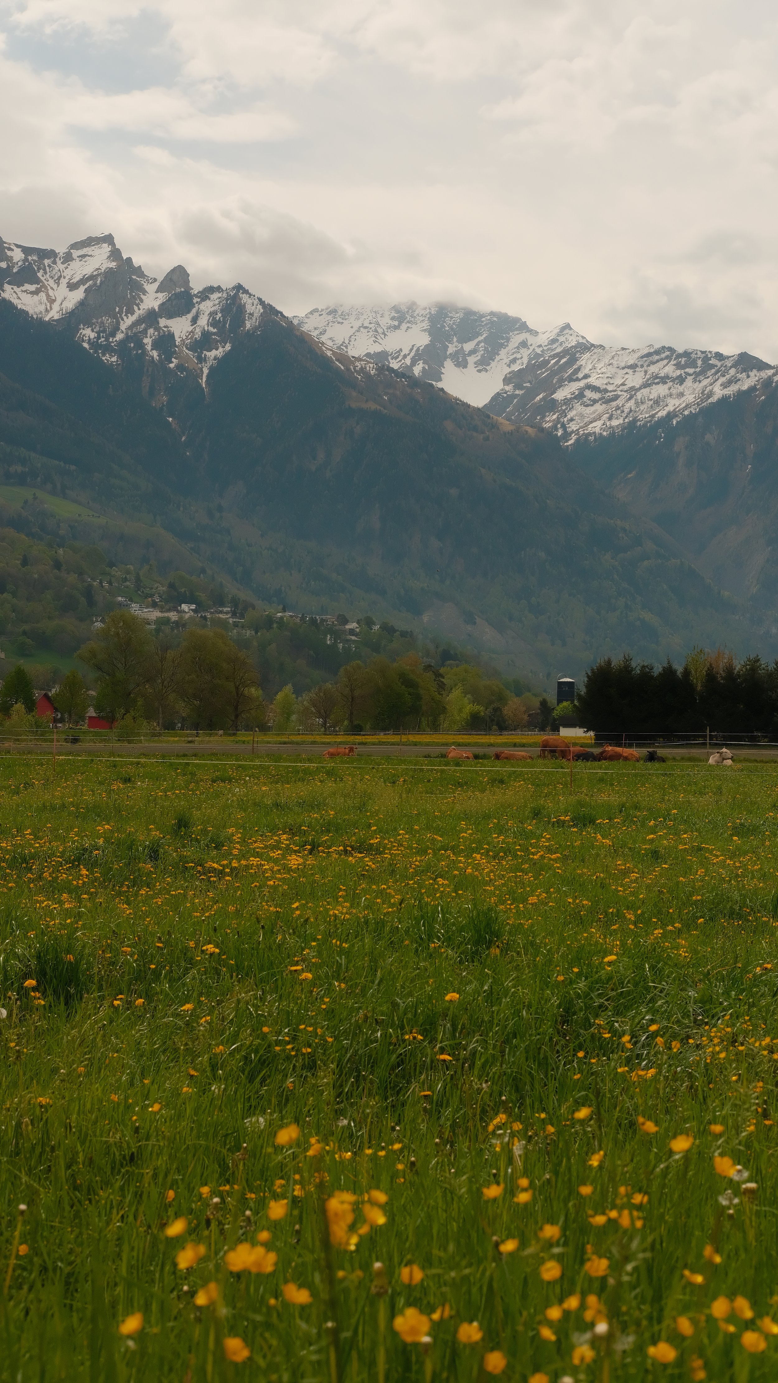  I walked back into town and had a couple hours until my train back, so I went on a mission to find some cows. 