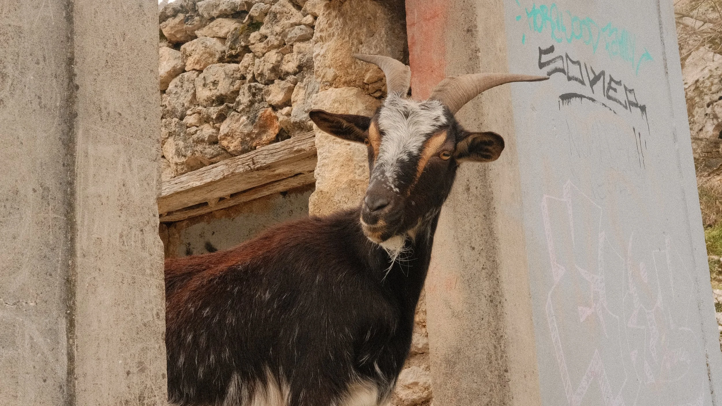 DSCF3608.jpg