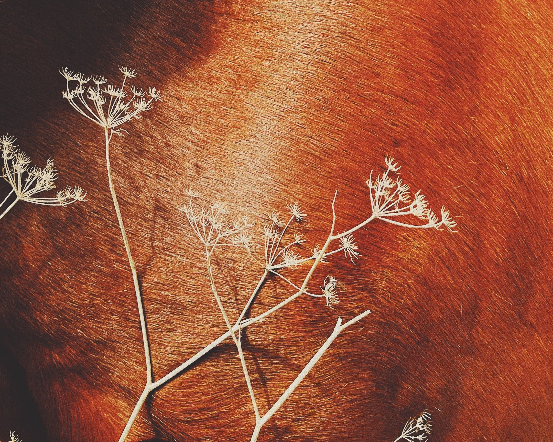White dried plant stems with small, umbrella-like seed clusters in front of a horse