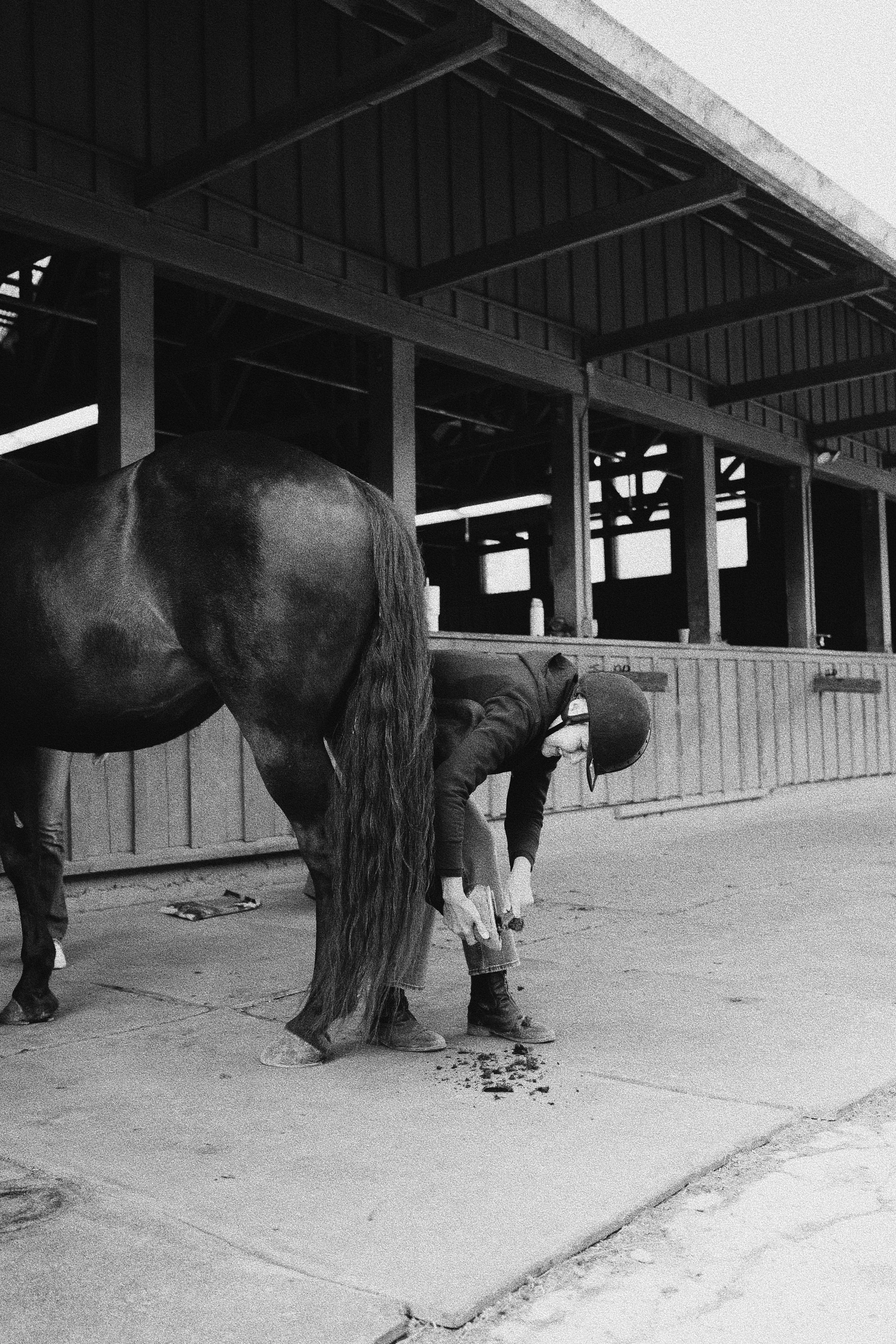 Person grooming a horse next to an indoor arena