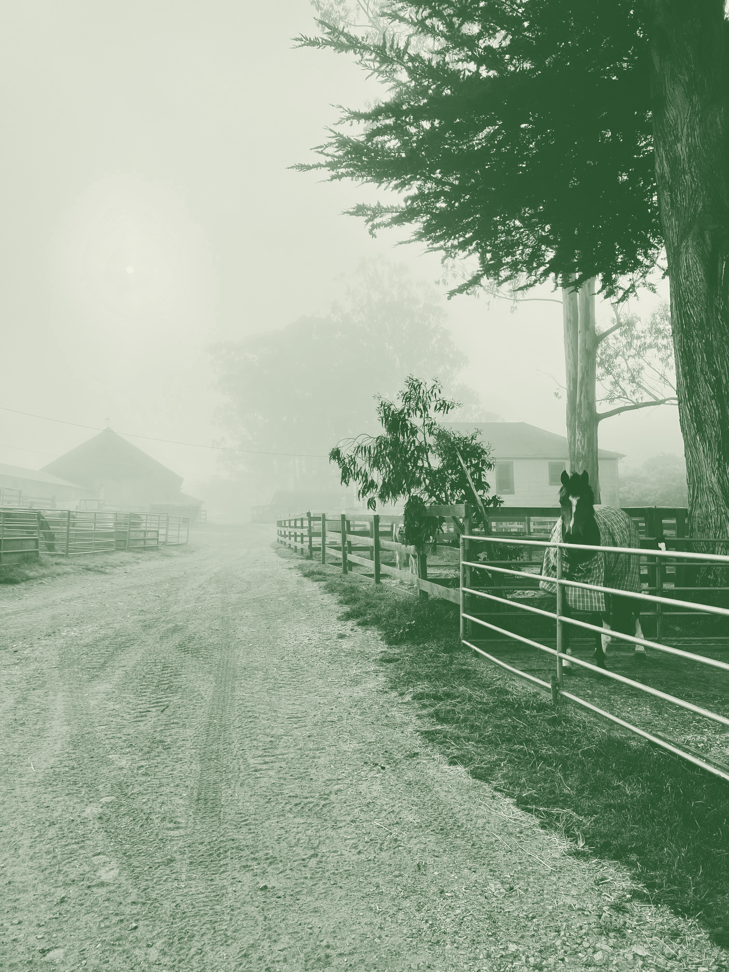 A foggy rural farm scene with large trees, a horse with a blanket, fencing, houses in the background, and a dirt pathway.