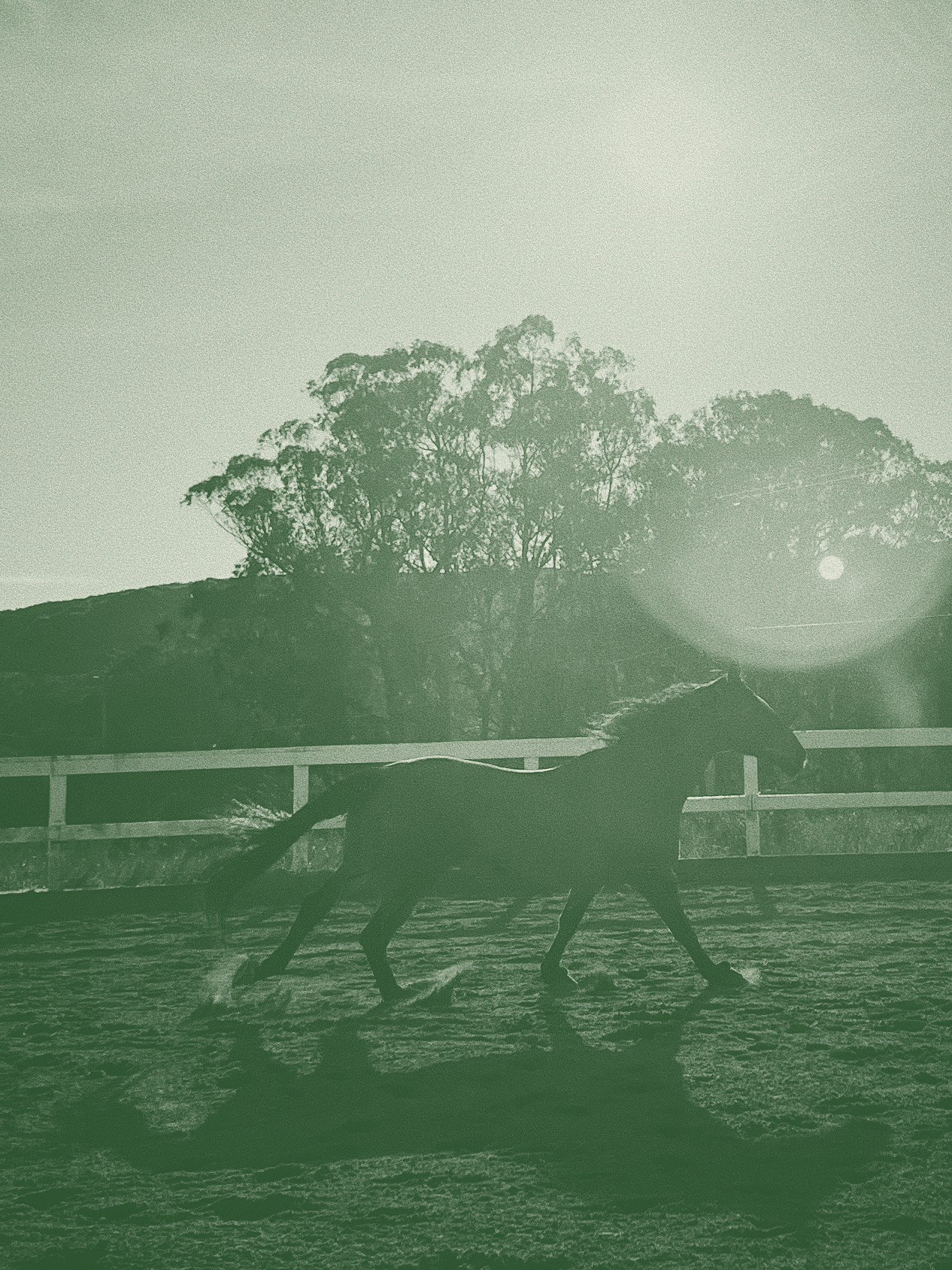 A black horse running on a fenced track with trees and the sun in the background, captured at sunset or sunrise.