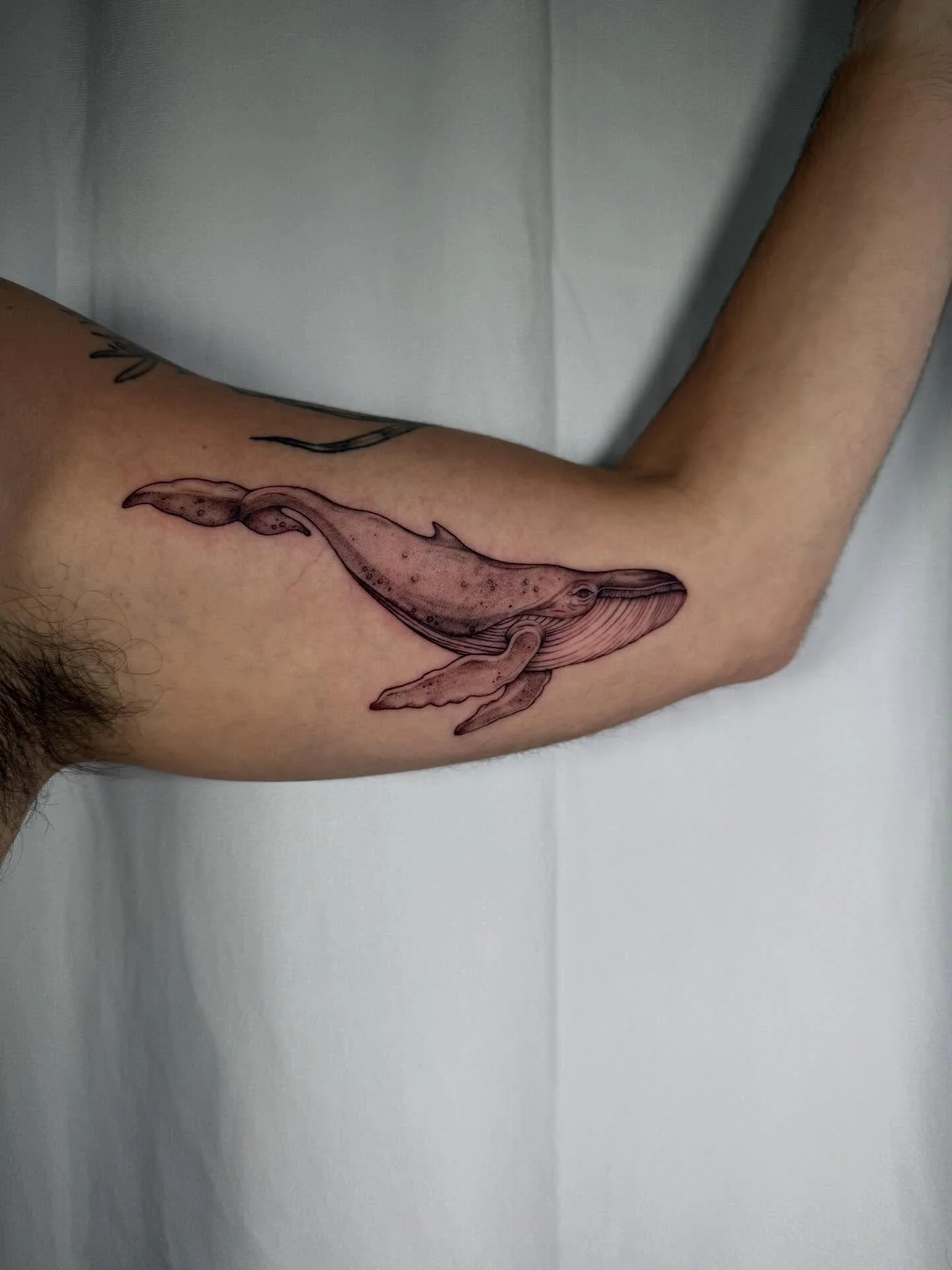 🐋 🌊 

#whaletattoo #whaleart #oceantattoo #blackandgreytattoo #madisonwi