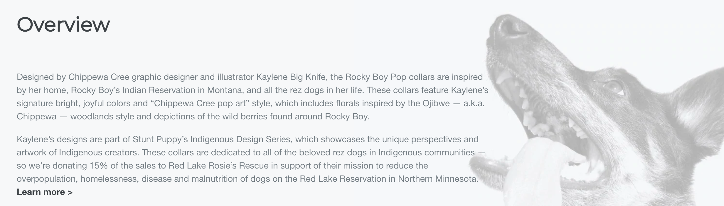 Rocky Boy Pop Everyday Collar™ Product Page