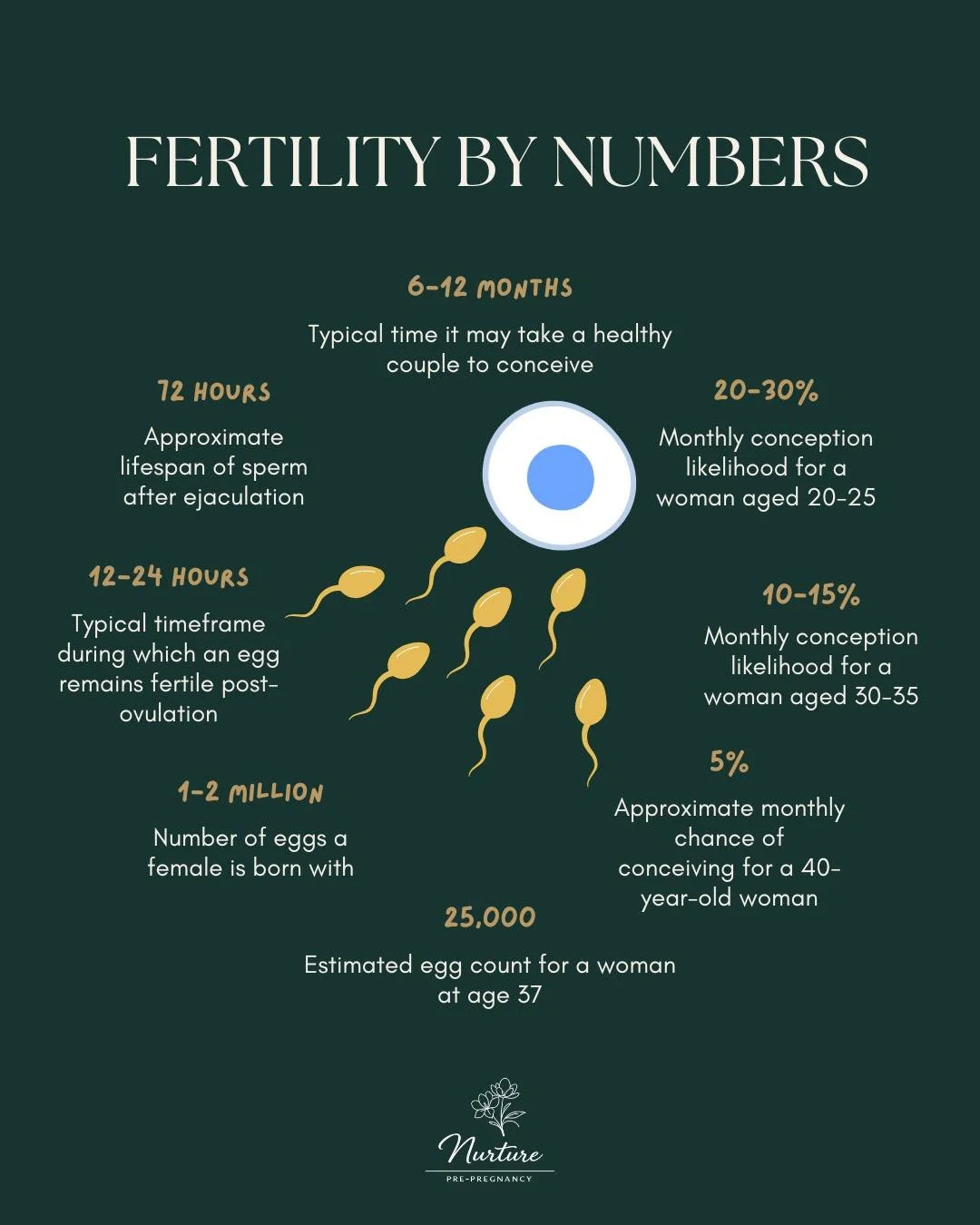 🧪 Science Sunday 🧬

Understanding fertility becomes easier when you look at the facts.
From egg and sperm viability to age-related conception chances, fertility is a science guided by numbers - not myths. Knowing these timelines helps couples plan 