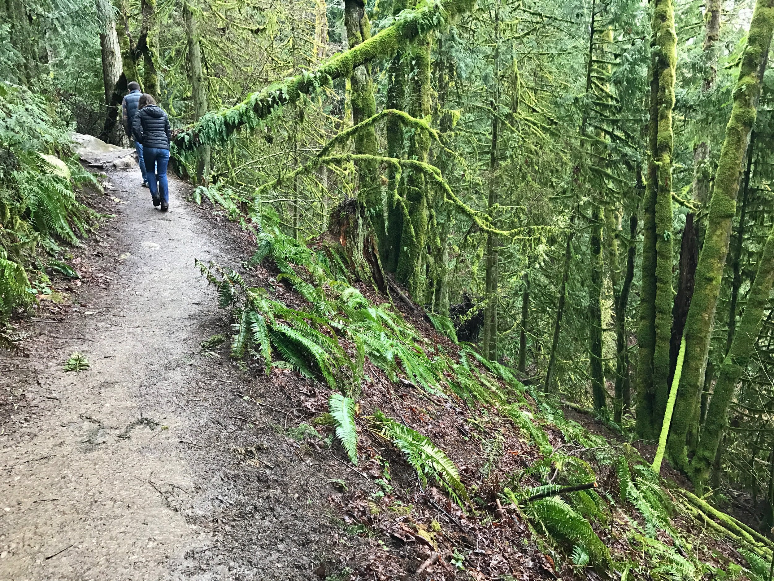 IMG_2434 hike forest.jpg