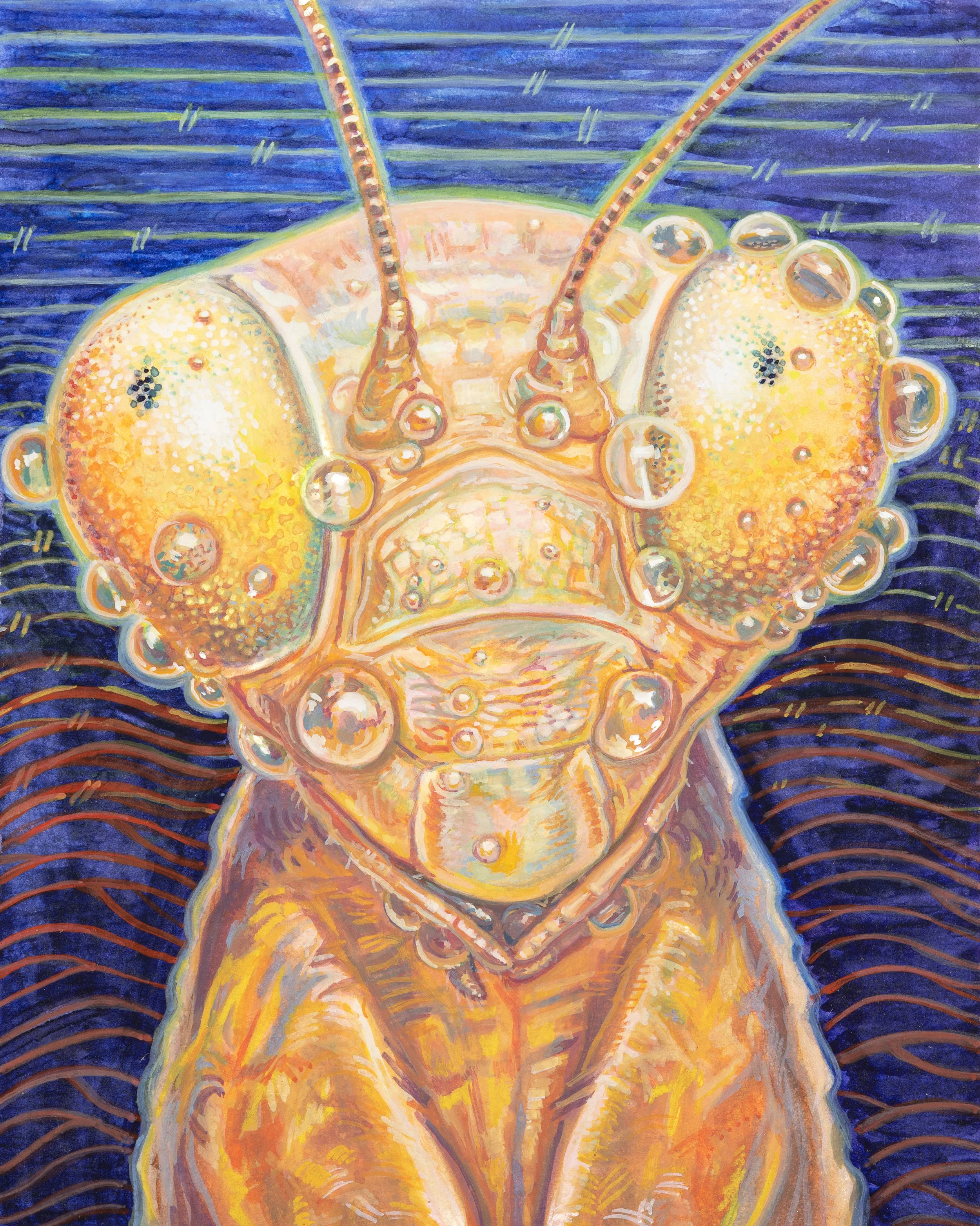 Mantis Religiosa dotted with dew drops. 5"x7," Watercolor. (2023)