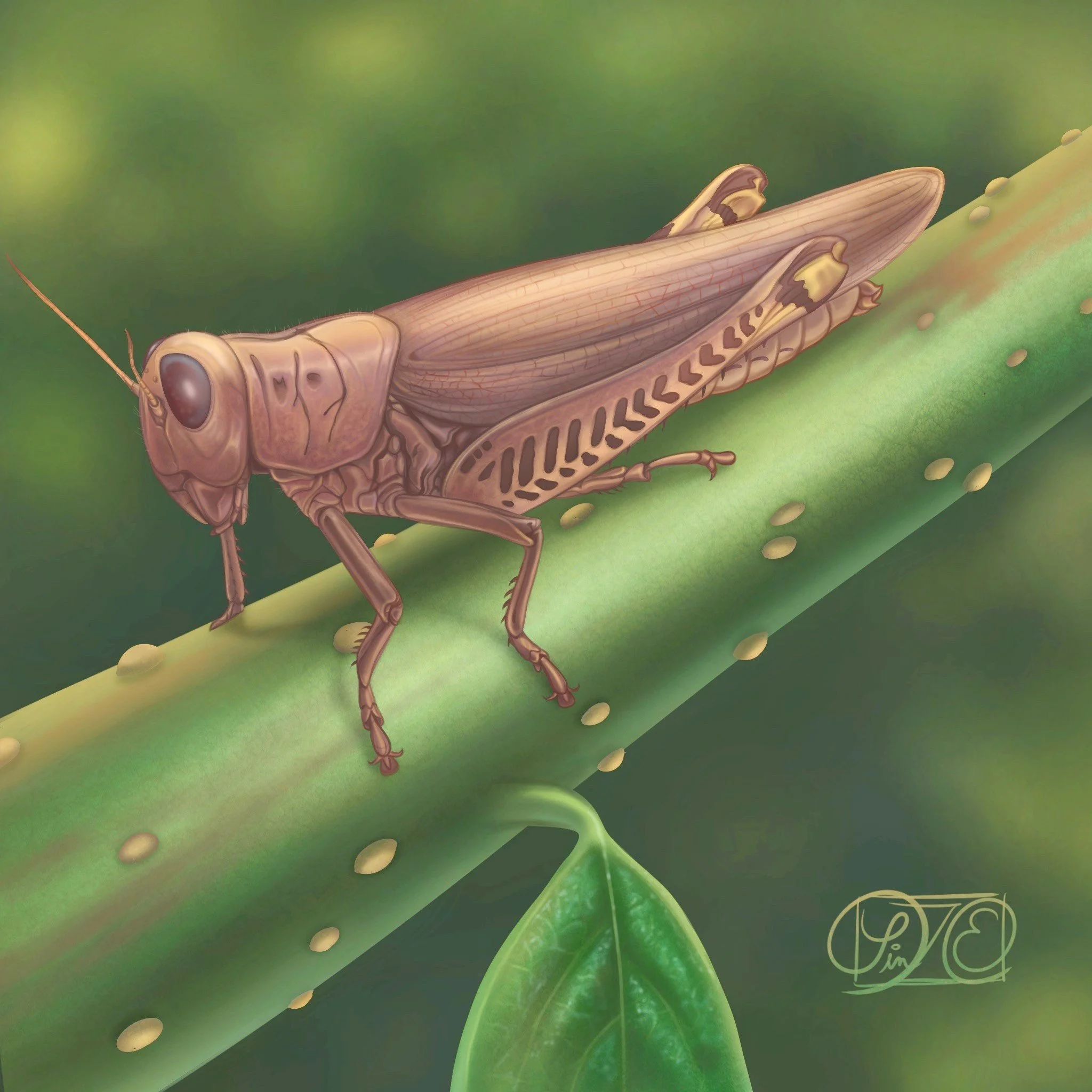 Differential grasshopper. Digital painting made with Procreate. (2022)