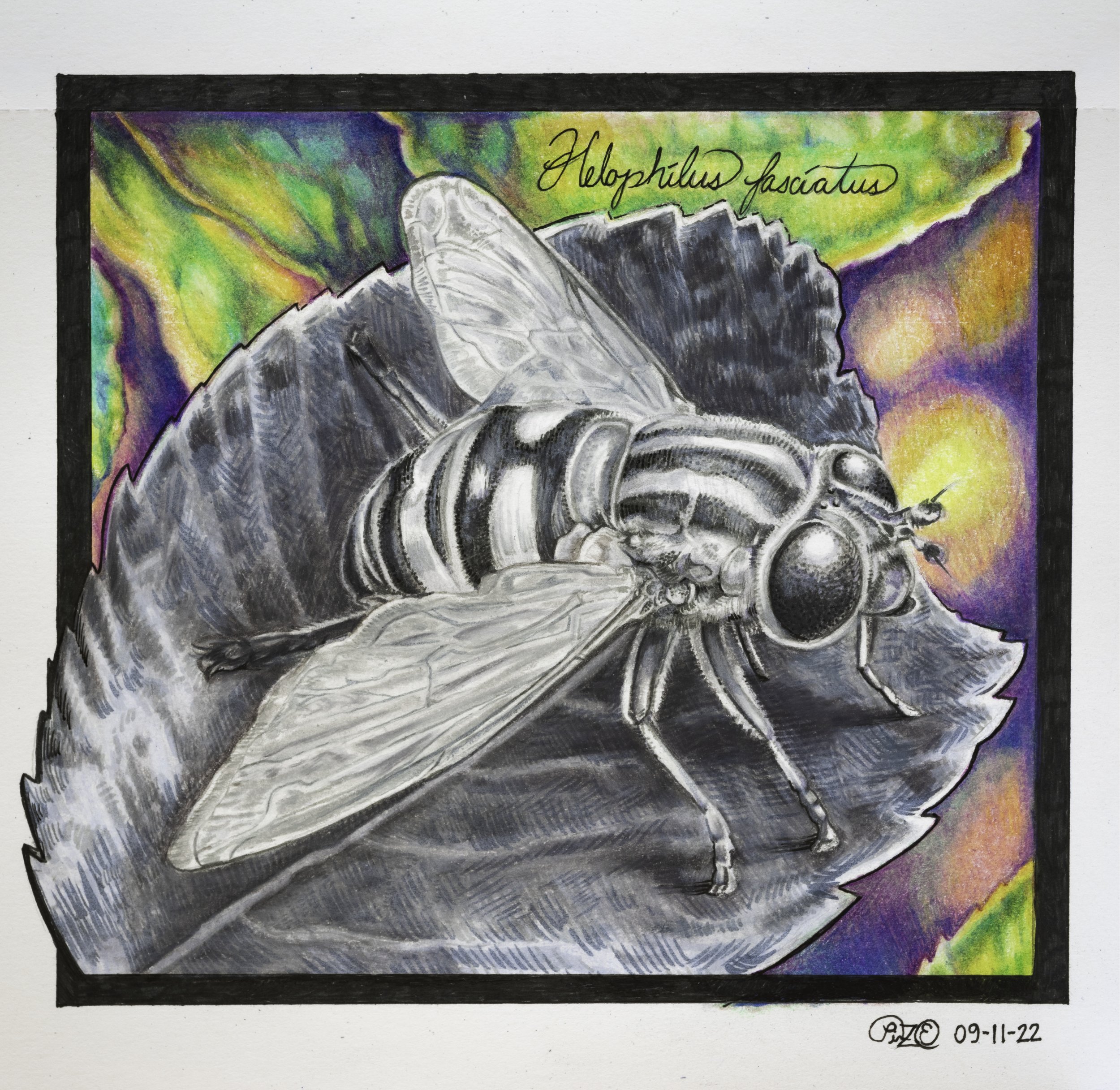 Helophilus fasciatus. Mixed media. (2022)