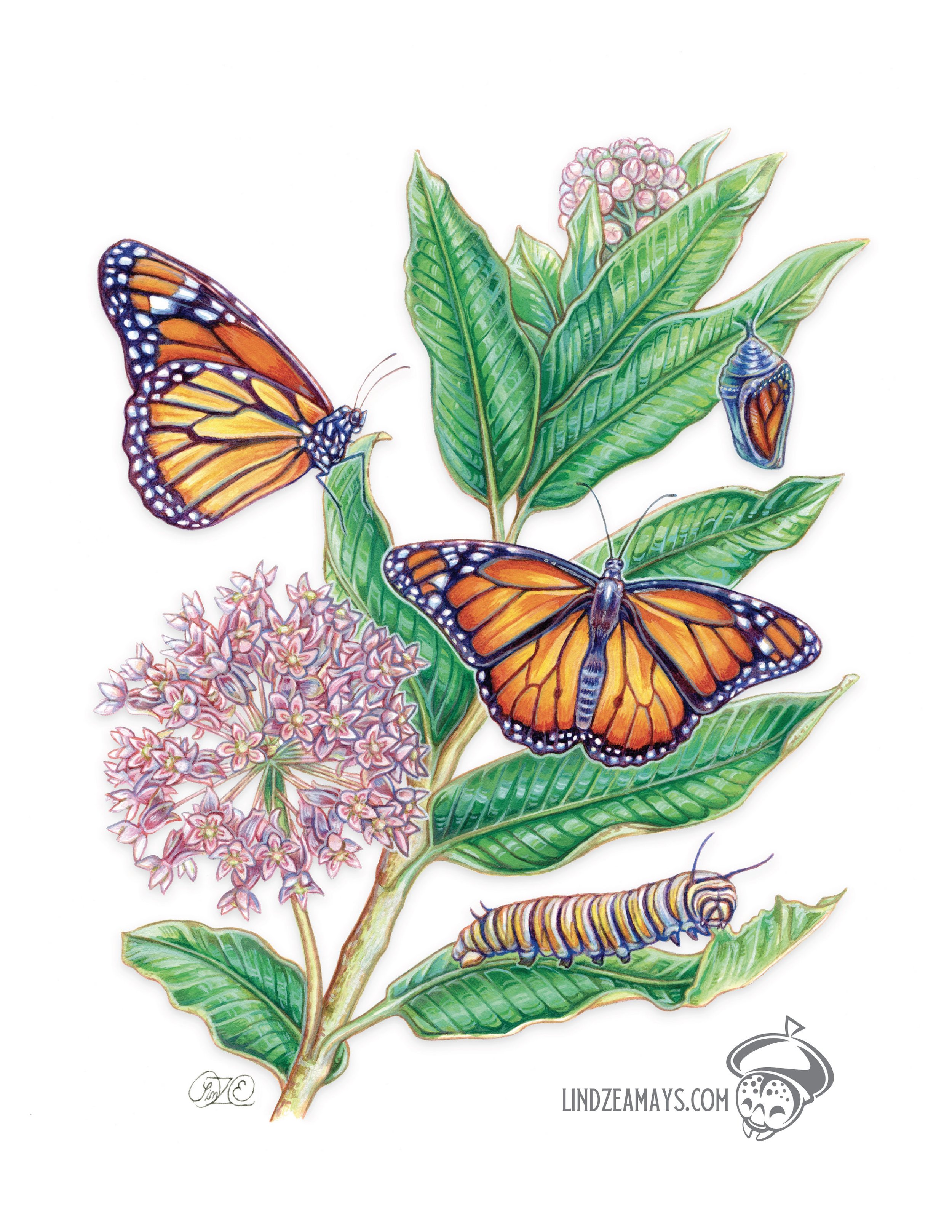 "Monarchs on Milkweed". Watercolor and gouache on cotton paper. 8x10" Commissioned work. (2025)
