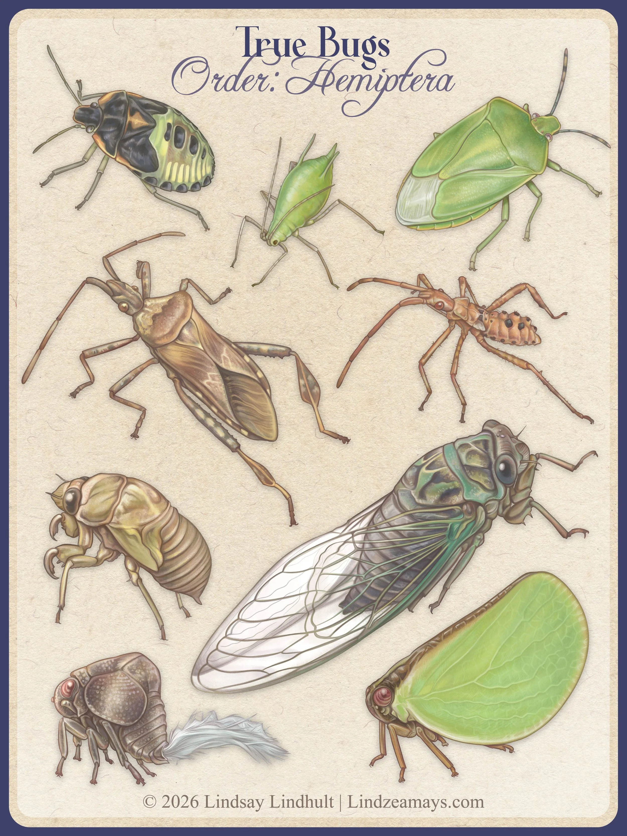 Asset library of true bugs. Illustrated with Procreate. (2026)