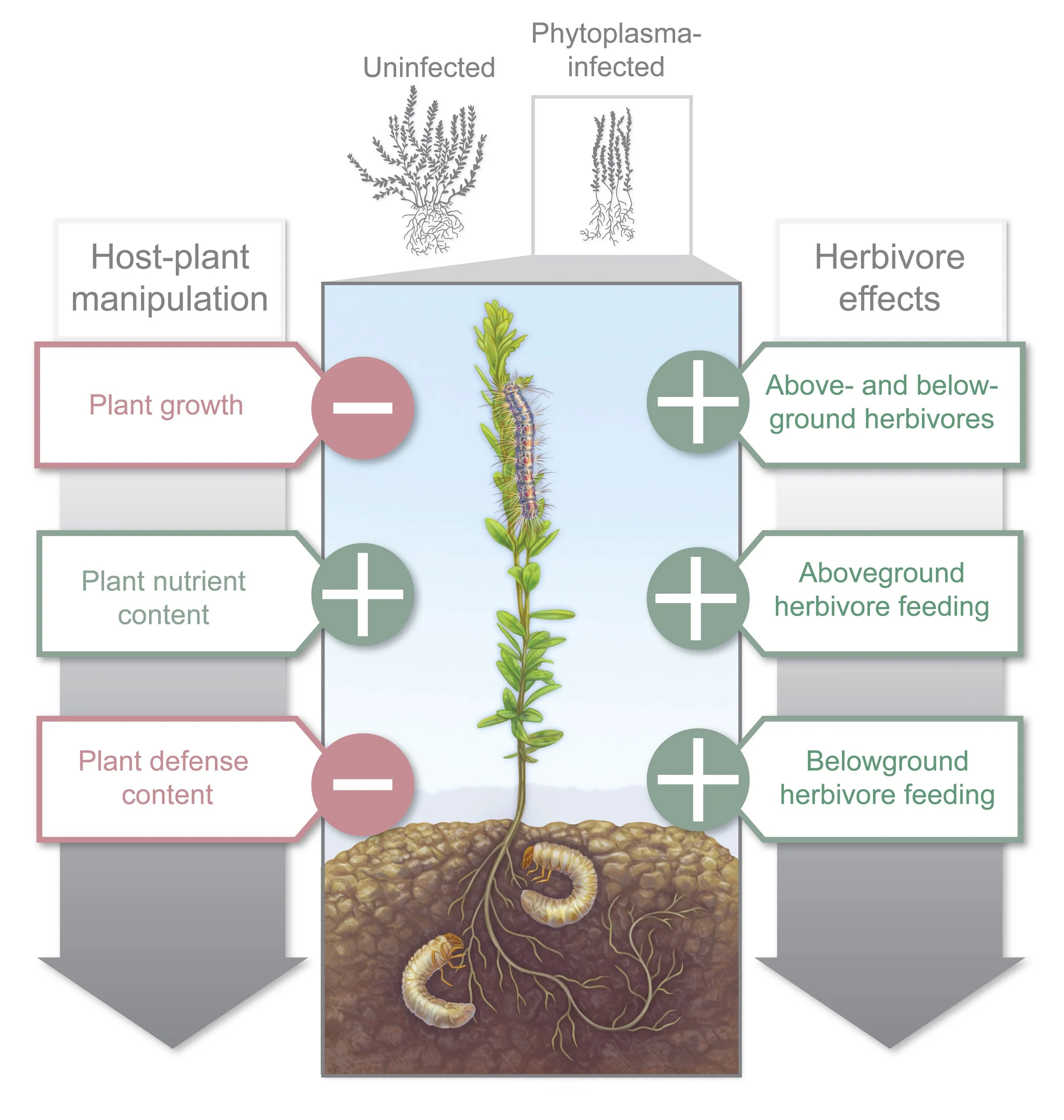Graphical abstract depicting effects of phytoplasma infection on cranberry plants in relation to insect herbivory and plant physiology. Created for Dr. Cesar-Rodriguez-Saona (Rutgers University). Made using Procreate and Adobe Illustrator. (2024)