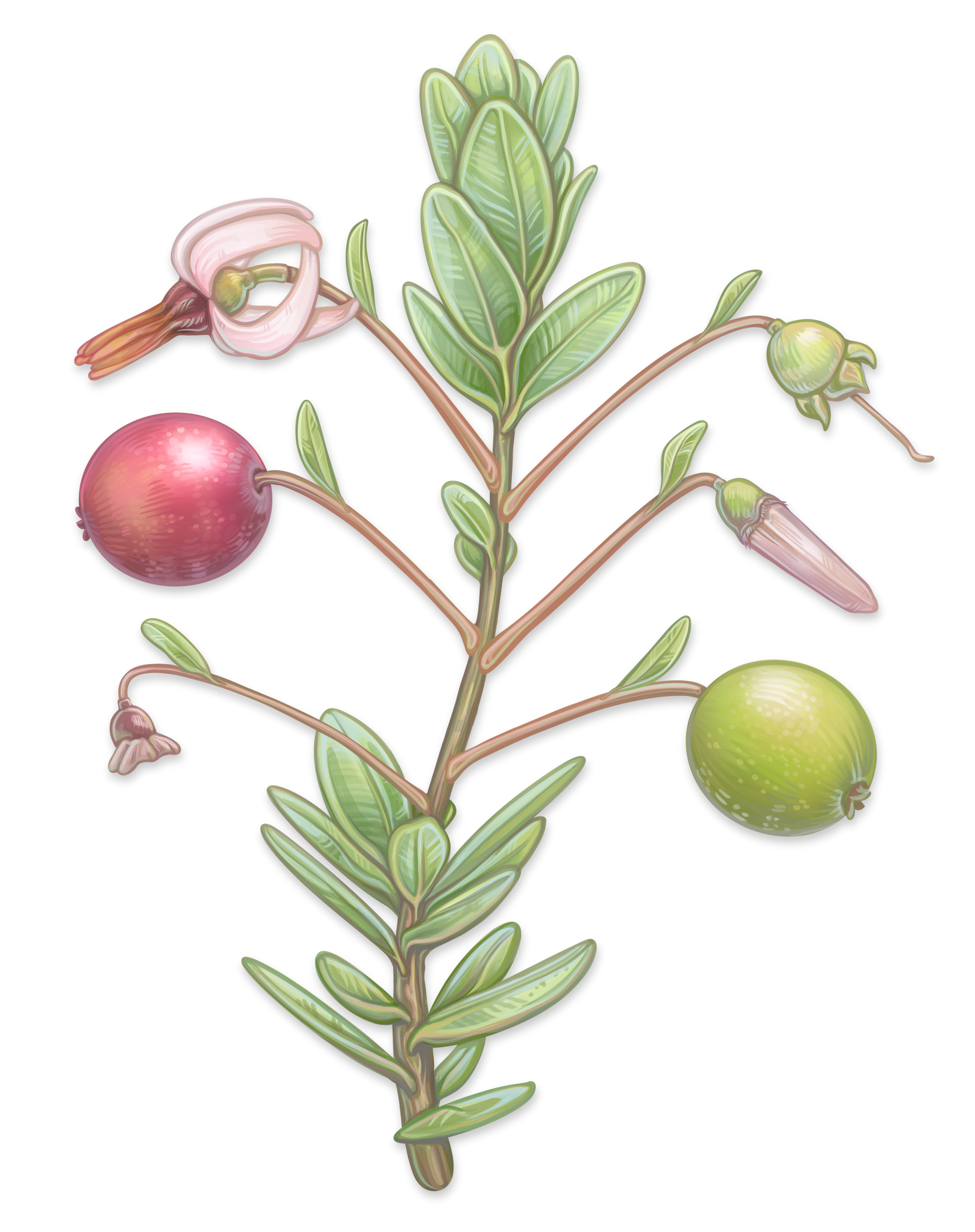 Customizable cranberry digital "Paper doll" for the Ocean Spray Cooperative (2025). Digitally painted using Procreate. 