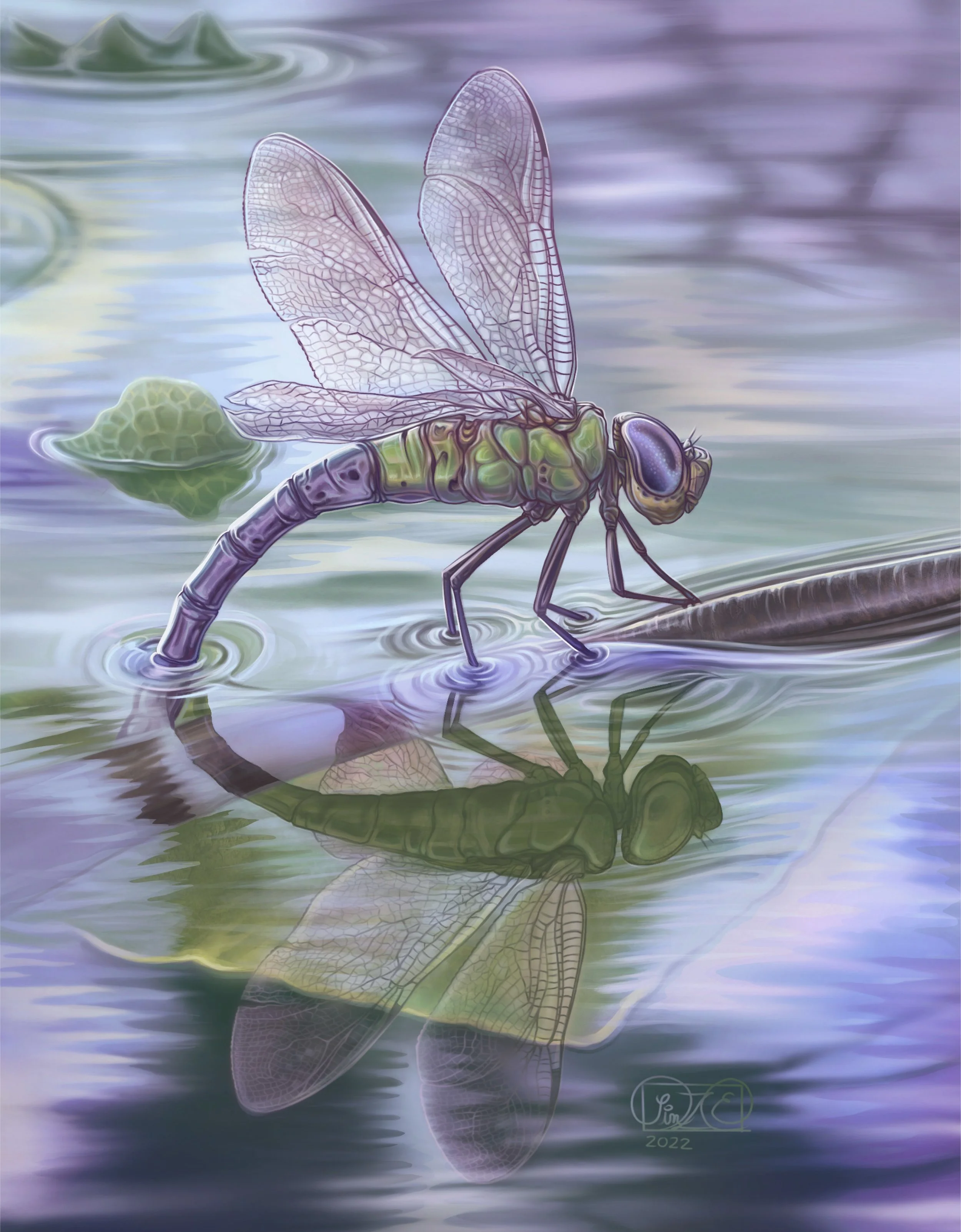 Green darner lays her eggs. Digital painting made with Procreate. (2022)