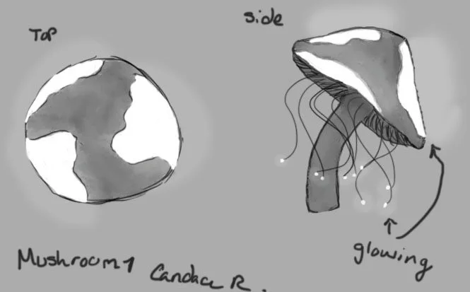candace_ruimveld_mushrooms_1.1.jpg