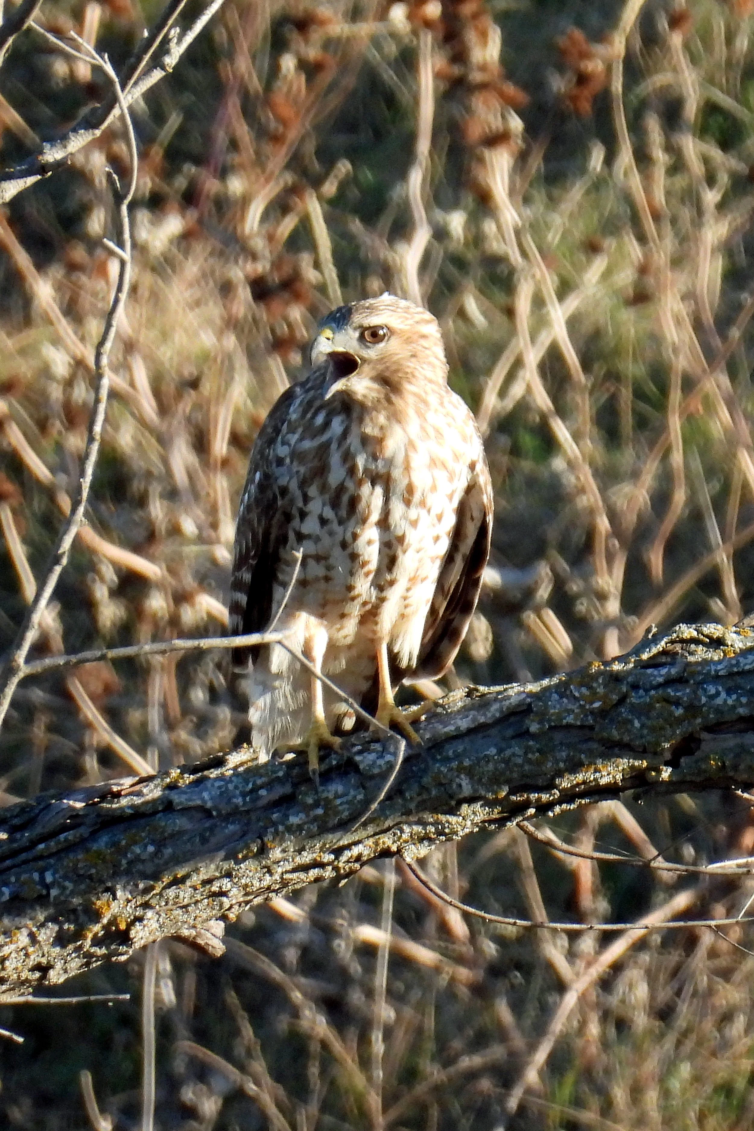 Red shouldered hawk.jpg