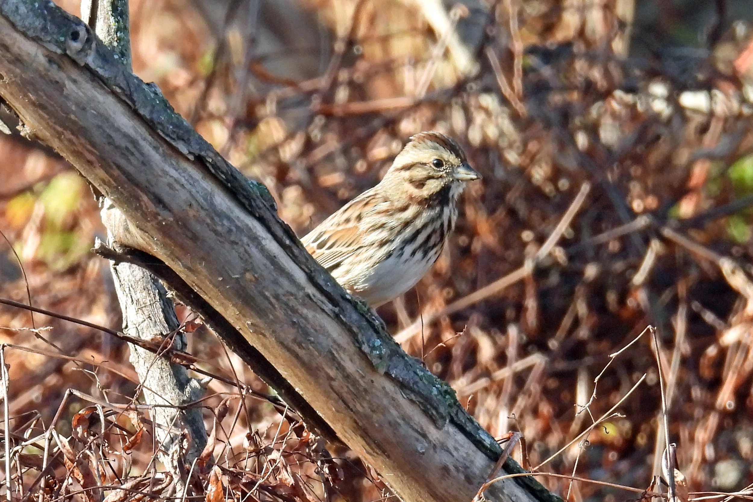 Song sparrow.jpg