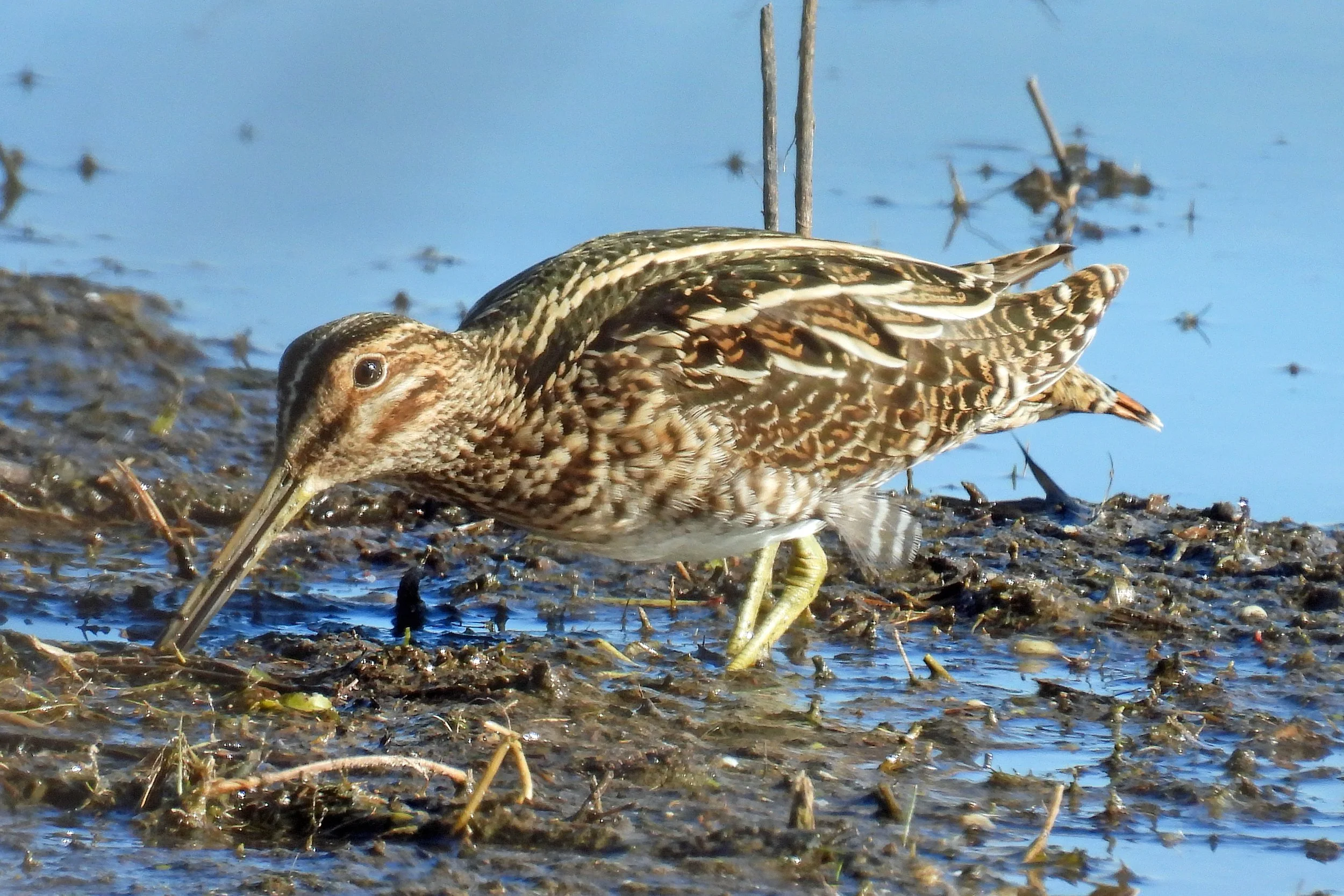 Wilson's snipe.jpg